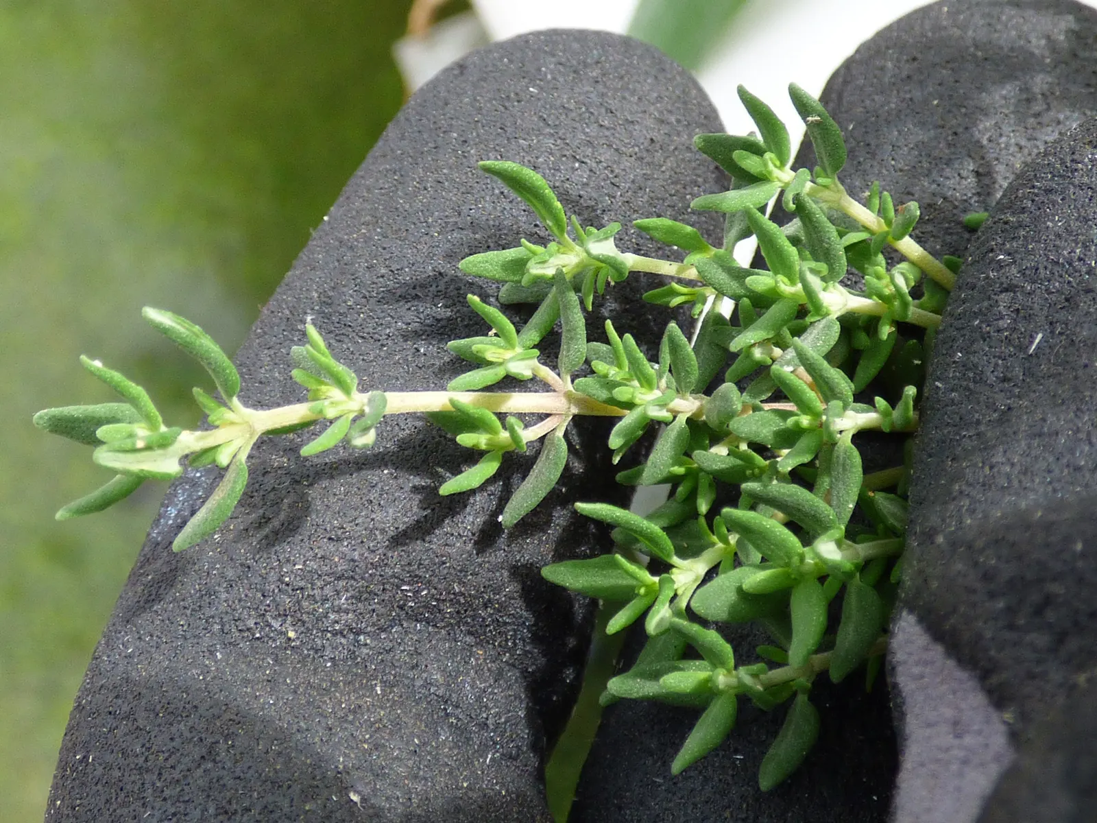 Common Thyme (Thymus Vulgaris) — Hardy in USDA zones 5 through 9; these flowers stand atop woody stems, providing subtle color and a pleasant, image 88