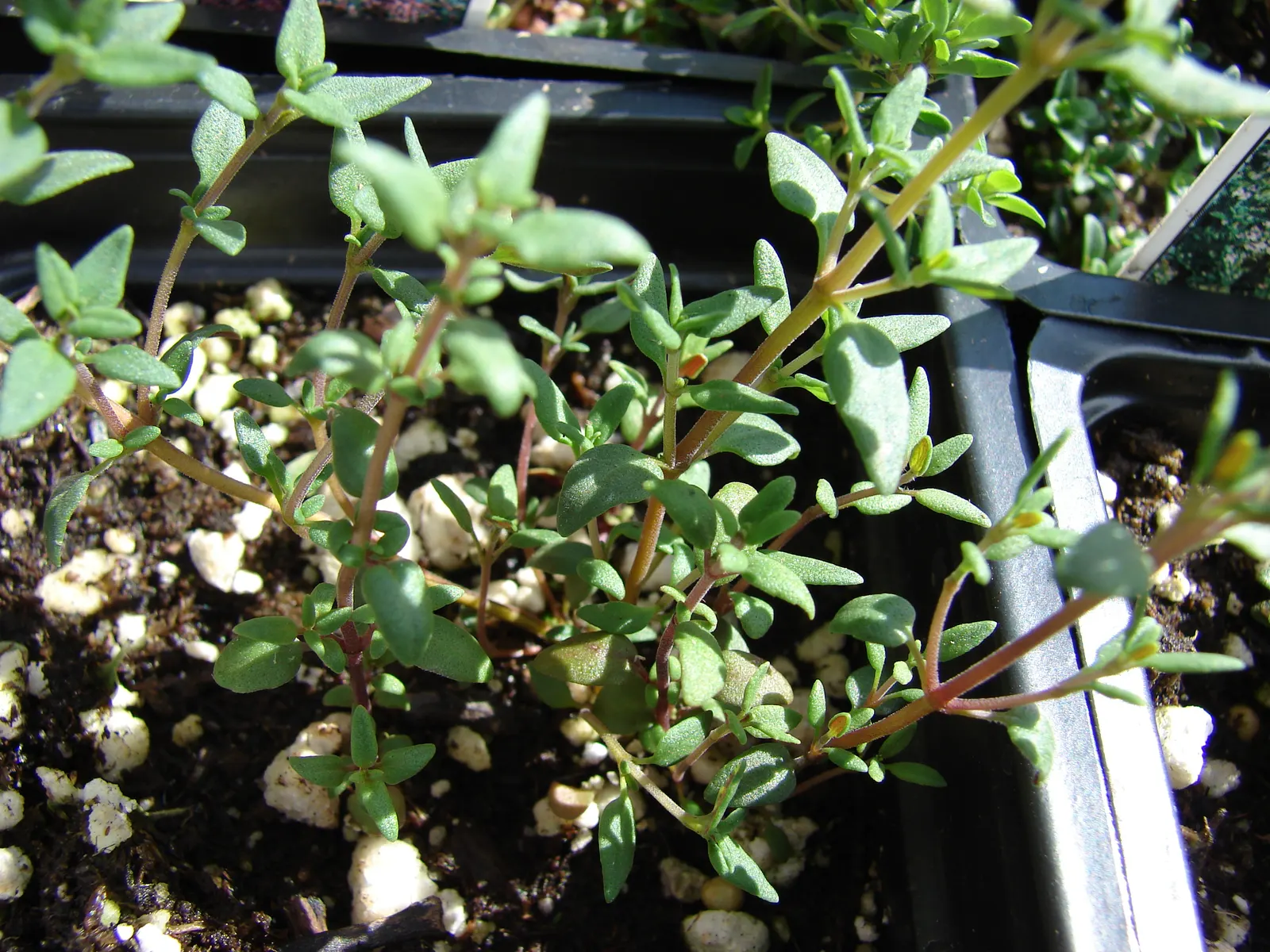 Common Thyme (Thymus Vulgaris) — Being drought-tolerant once established; commonly known as Common Thyme, image 86