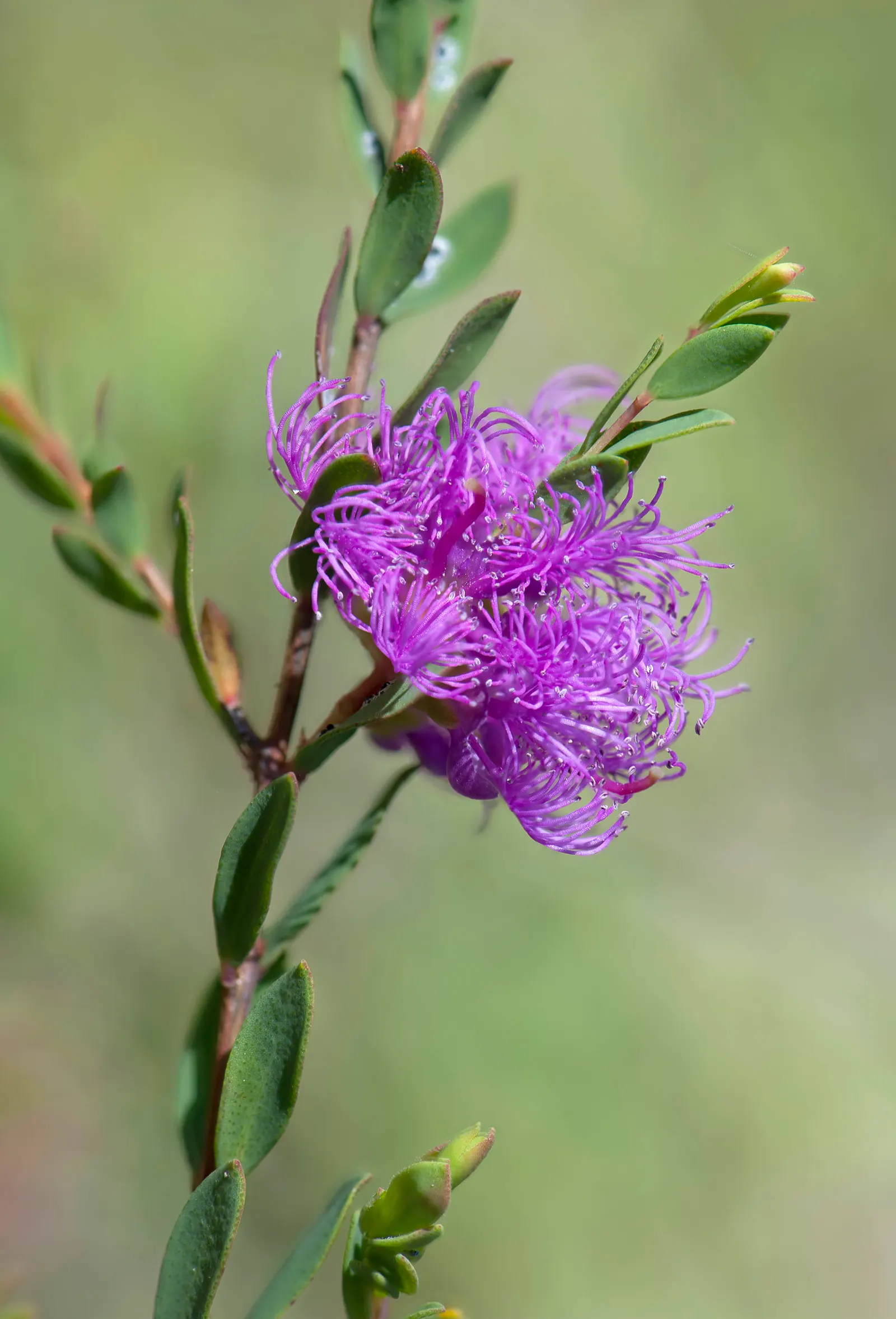 Common Thyme (Thymus Vulgaris) — Often incorporated into landscape designs for its culinary uses and ornamental value