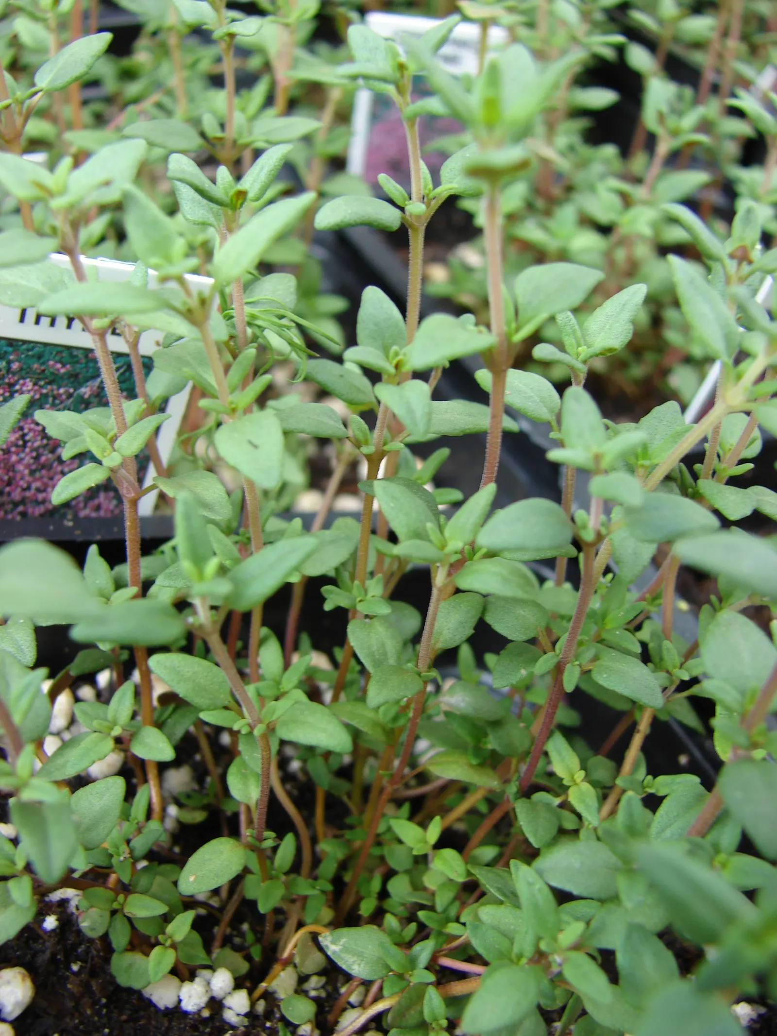 Common Thyme (Thymus Vulgaris) — target a spacing of 12 to 18 inches between each plant to ensure adequate room for growth; being drought-tolerant, image 85