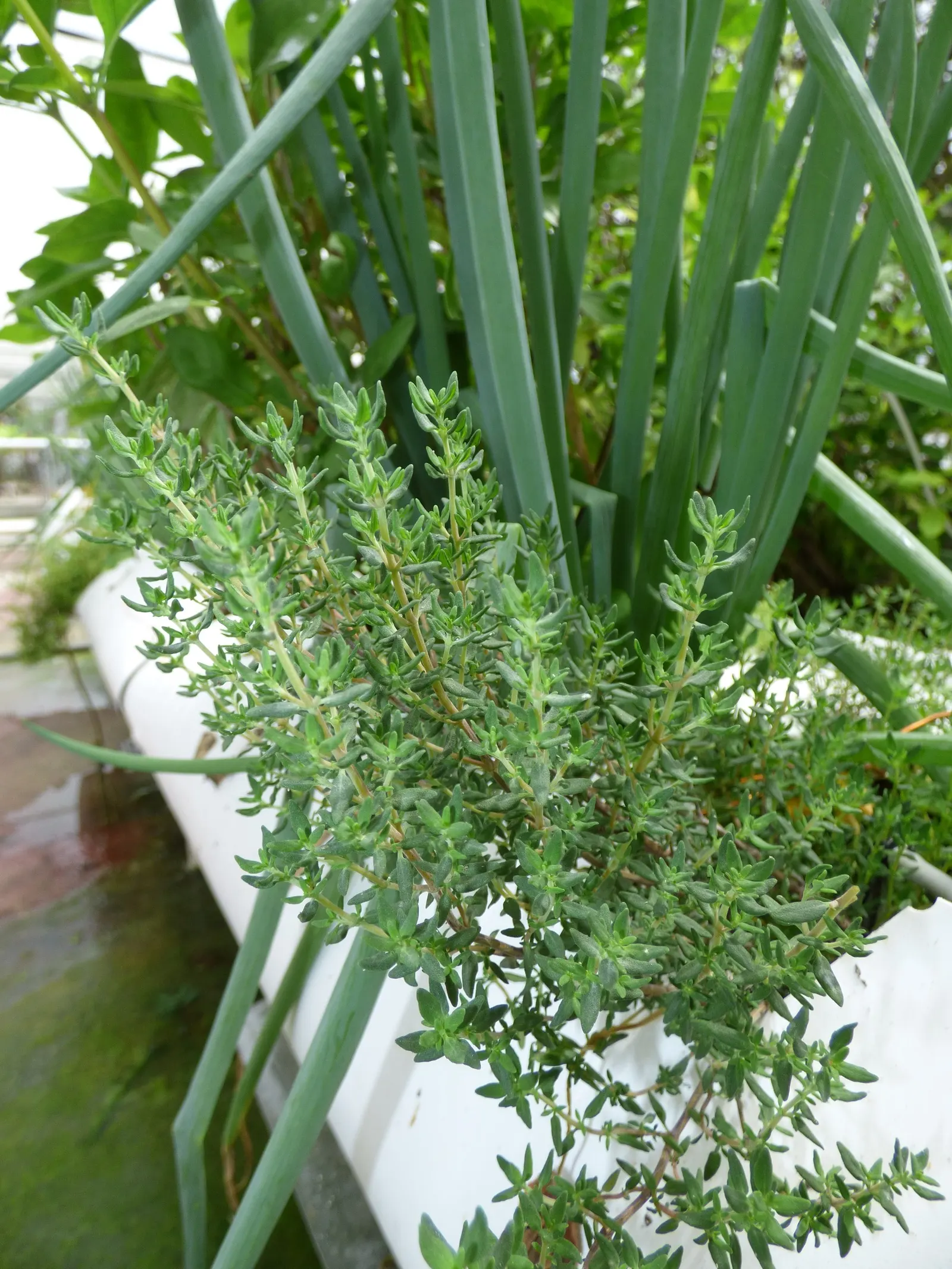 Common Thyme (Thymus Vulgaris) — this perennial can endure winter temperatures down to -20&deg;F; ground cover / herb / perennial with lavender, image 89