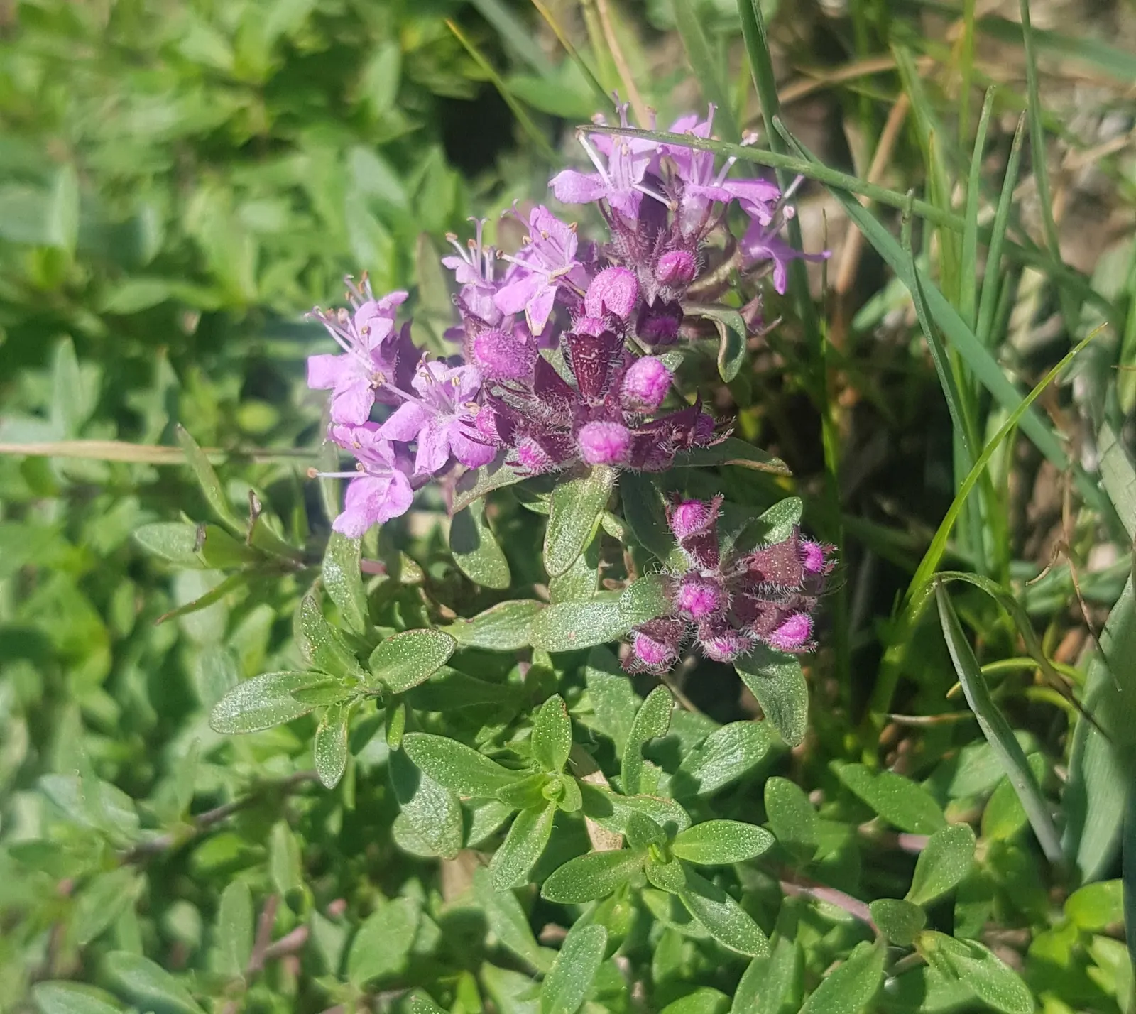 Common Thyme (Thymus Vulgaris) — scientifically known as Thymus vulgaris; perfect for culinary and ornamental use, image 100