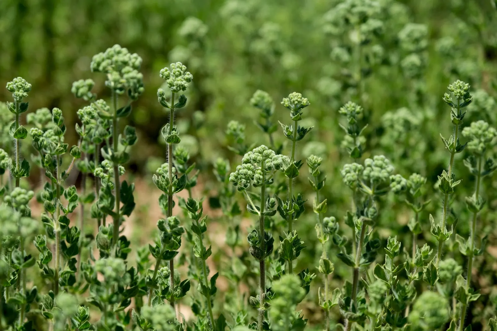 Common Thyme (Thymus Vulgaris) — ground cover / herb / perennial for full or half; this perennial can endure winter temperatures down to -20&deg;F, image 92