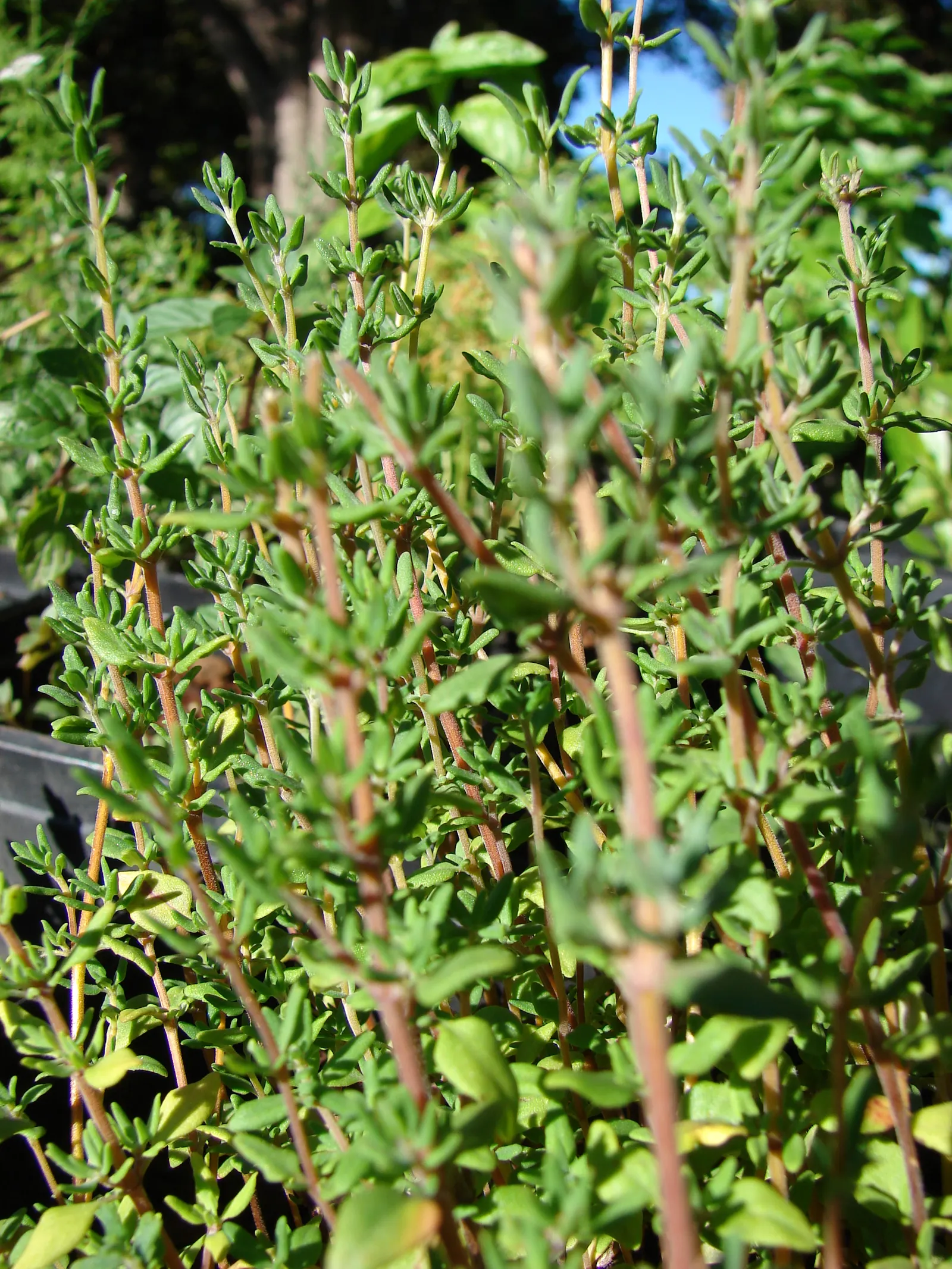 Common Thyme (Thymus Vulgaris) — with a spread of approximately 16 inches, image 81