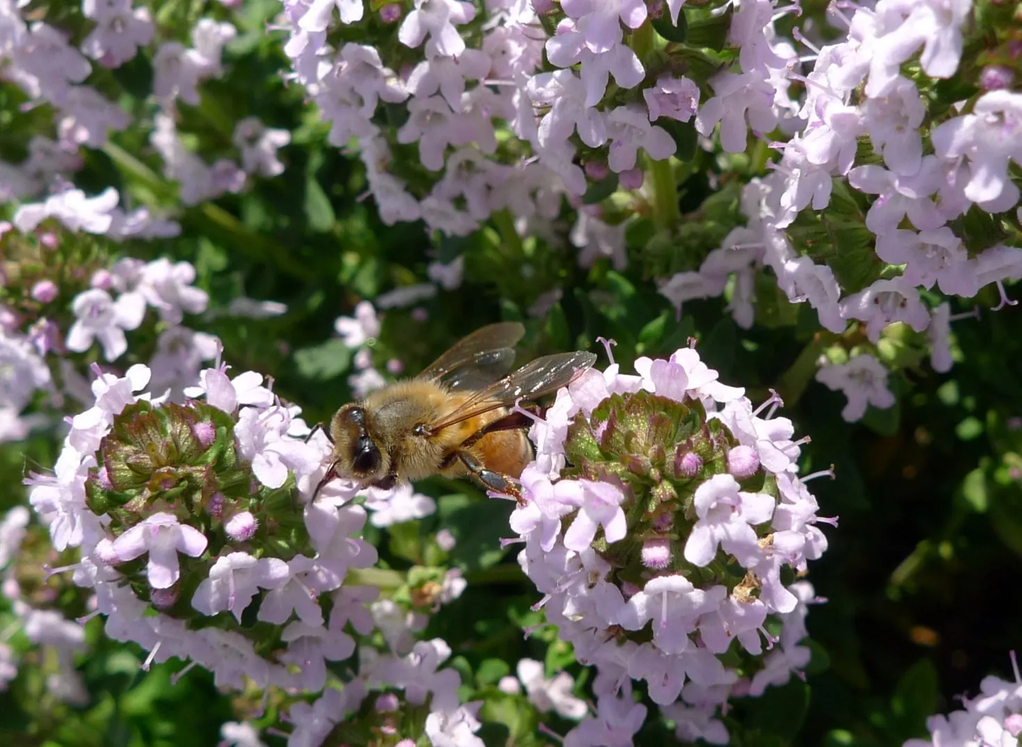 Common Thyme (Thymus Vulgaris) — is a versatile and aromatic evergreen herb that originates from the Mediterranean region