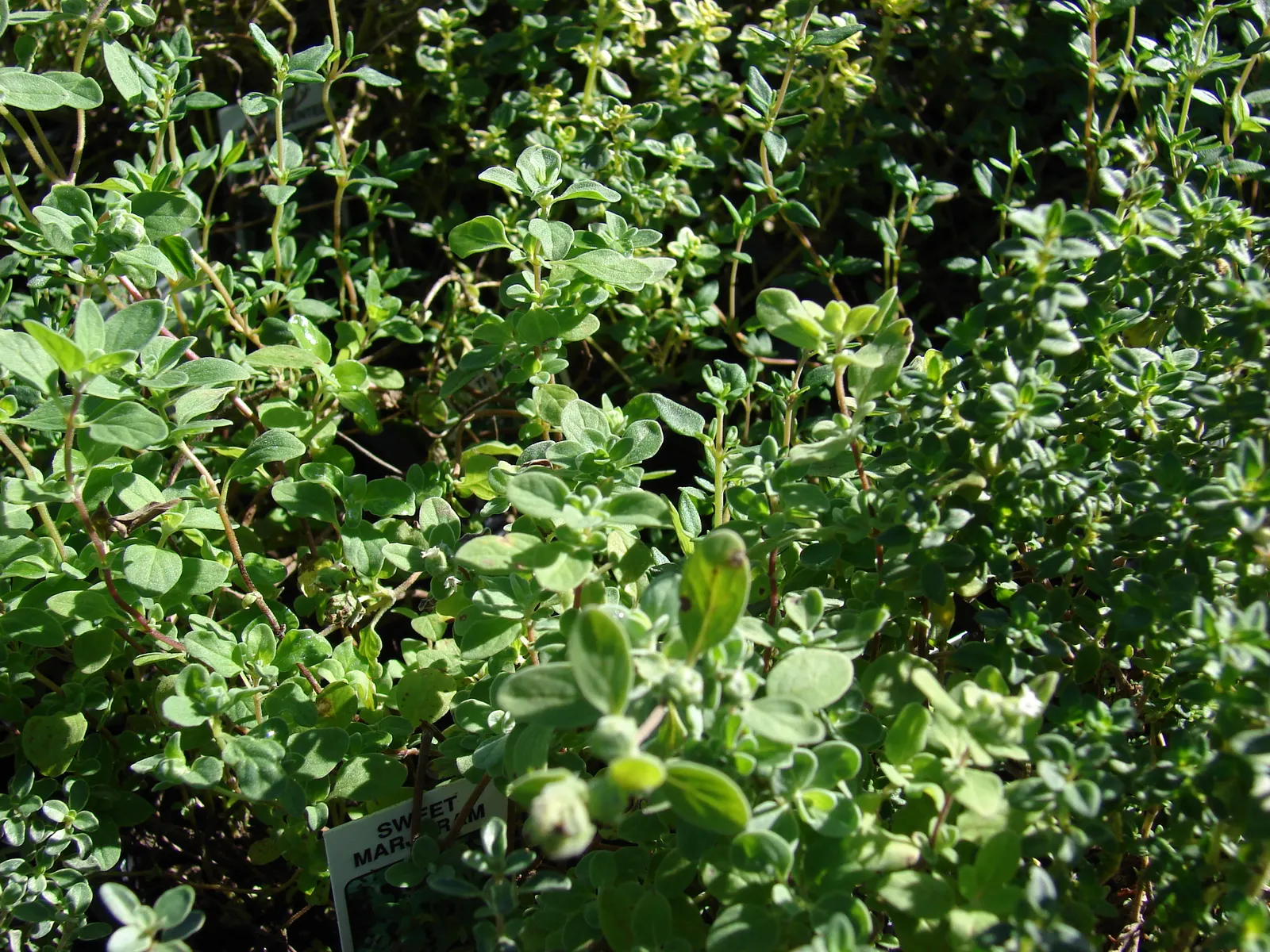 Common Thyme (Thymus Vulgaris) — Common Thyme lends itself well to water-efficient landscapes and is suitable for xeriscaping designs, image 87