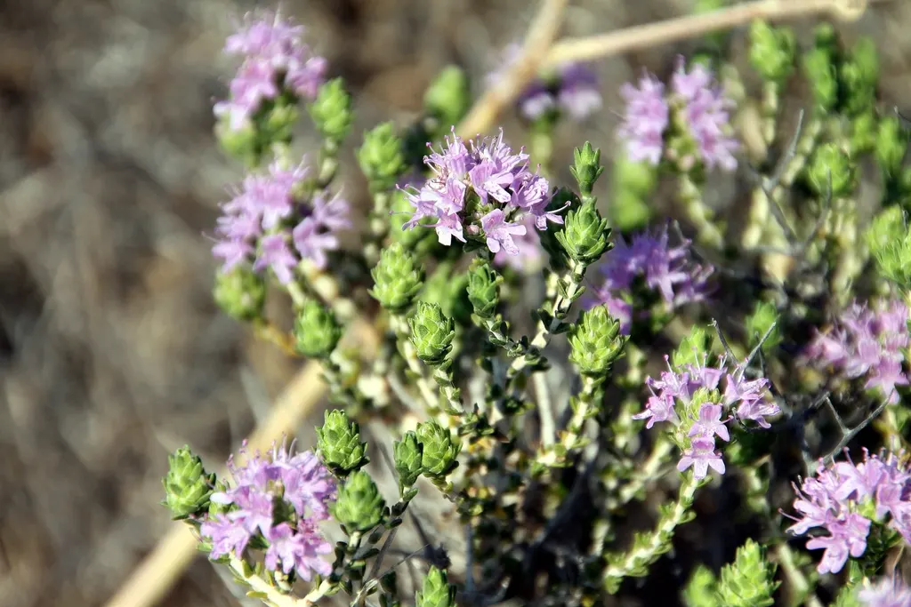 Common Thyme (Thymus Vulgaris) — commonly known as Common Thyme; ideal for edging and filling gaps in sunny, image 93