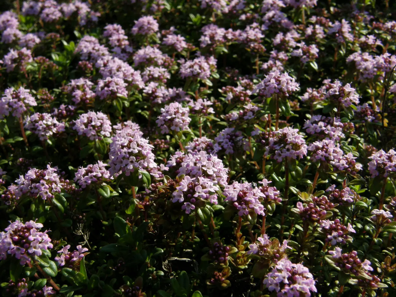 Common Thyme (Thymus Vulgaris) — Perfect for culinary and ornamental use; ground cover / herb / perennial for full or half, image 76
