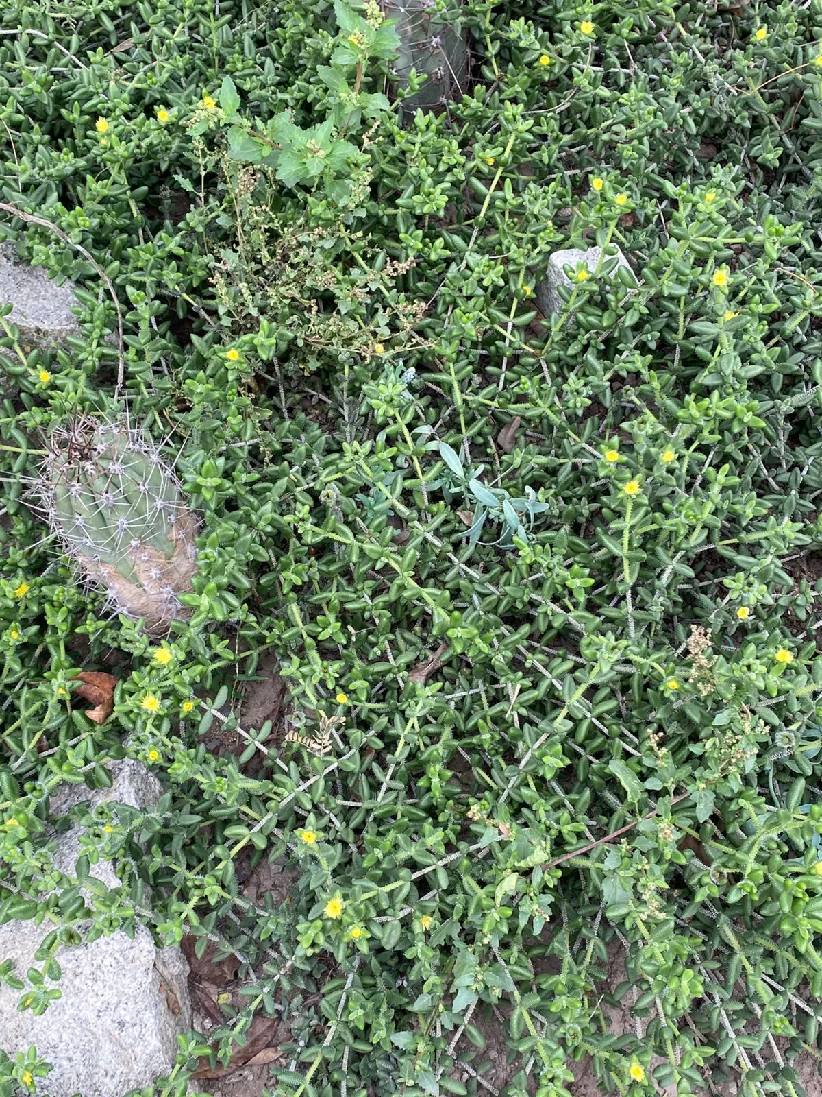 Common Thyme (Thymus Vulgaris) — Thyme thrives in zones 5-9, requiring minimal maintenance once established; target a spacing of 12 to 18 inches, image 75