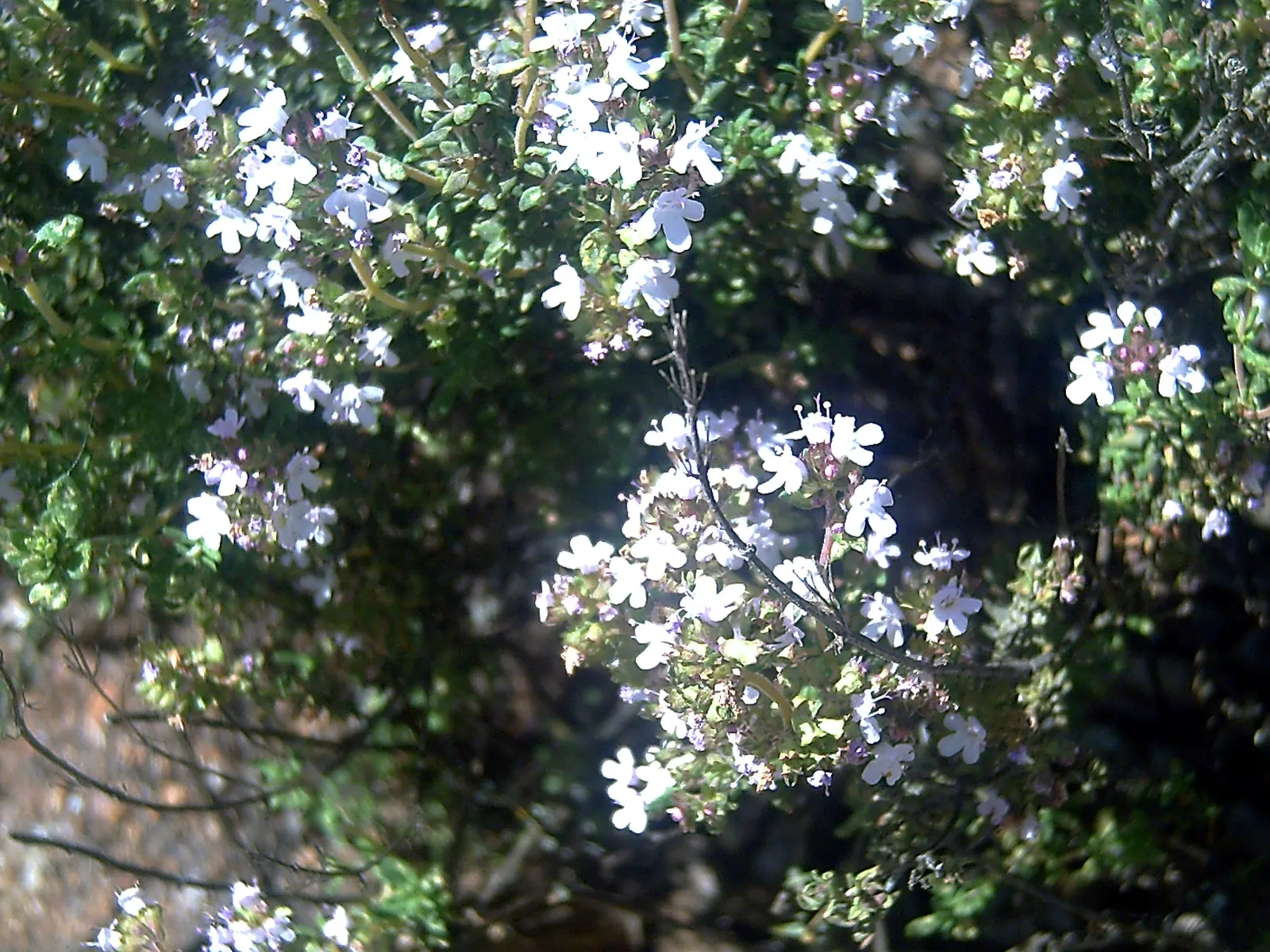 Common Thyme (Thymus Vulgaris) — In mid to late spring, it produces small, lavender to pink flowers, attracting pollinators; is a versatile and, image 51