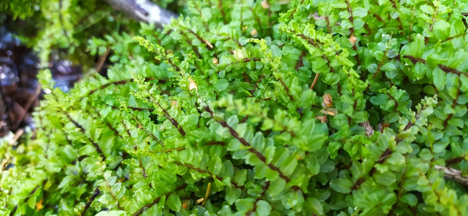 Common Thyme (Thymus Vulgaris) — is a versatile and aromatic evergreen herb that originates from the Mediterranean region; enhancing the ecological, image 78