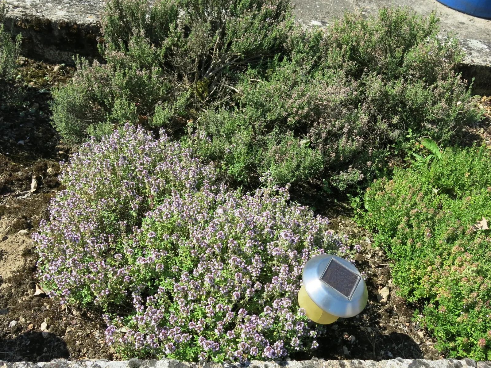 Common Thyme (Thymus Vulgaris) — These flowers stand atop woody stems, providing subtle color and a pleasant contrast to the foliage; often, image 61