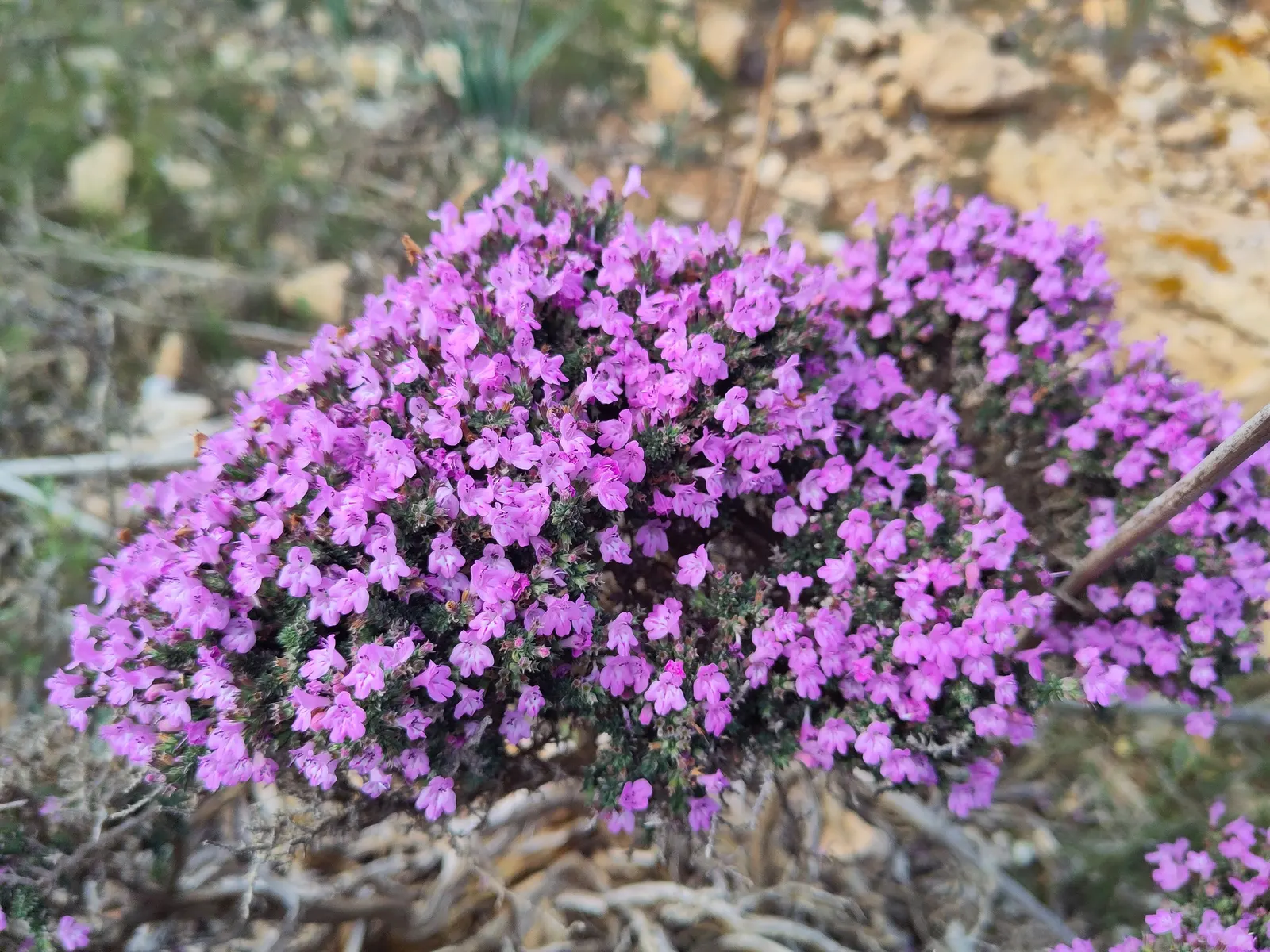 Common Thyme (Thymus Vulgaris) — commonly known as Common Thyme; ideal for edging and filling gaps in sunny, image 70
