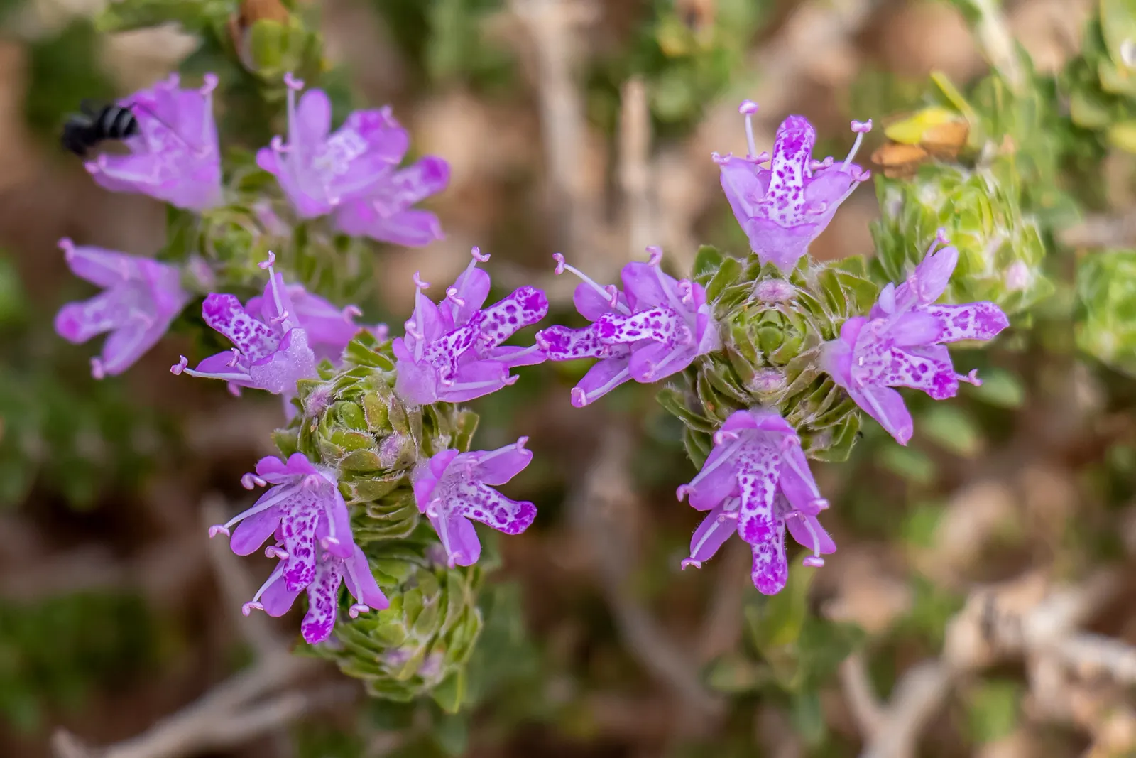 Common Thyme (Thymus Vulgaris) — In mid to late spring, it produces small, lavender to pink flowers, attracting pollinators; is a versatile and, image 74