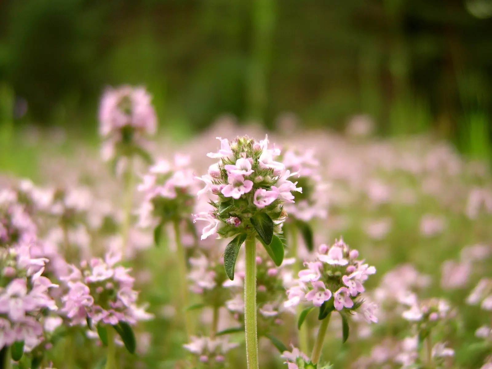 Common Thyme (Thymus Vulgaris) — which are attractive to bees and butterflies; hardy in USDA zones 5 through 9, image 59