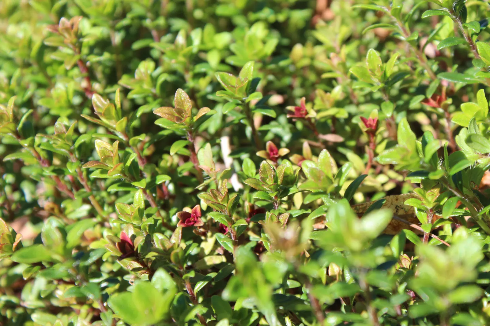 Common Thyme (Thymus Vulgaris) — this perennial can endure winter temperatures down to -20&deg;F