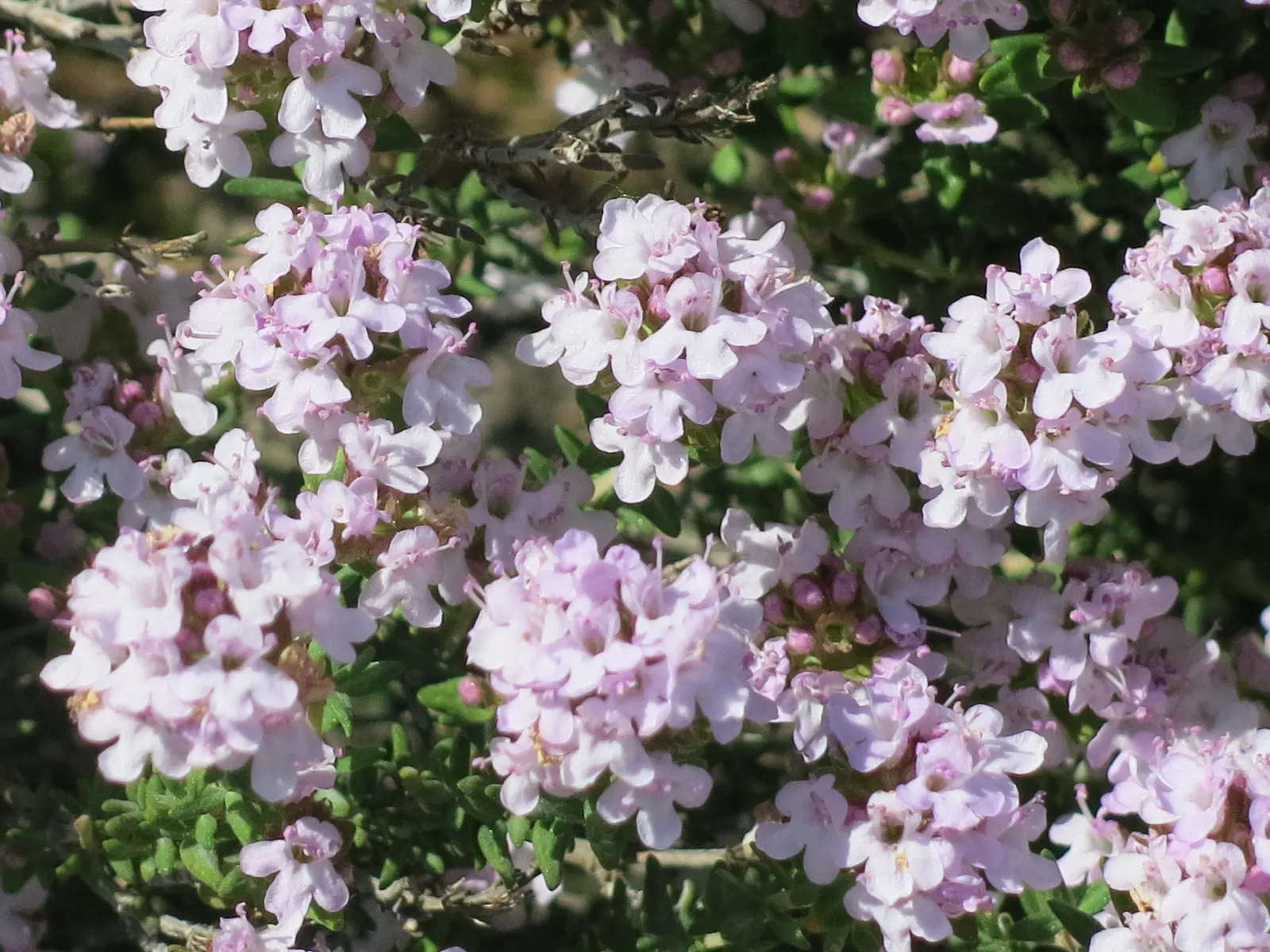 Common Thyme (Thymus Vulgaris) — Common Thyme lends itself well to water-efficient landscapes and is suitable for xeriscaping designs, image 64