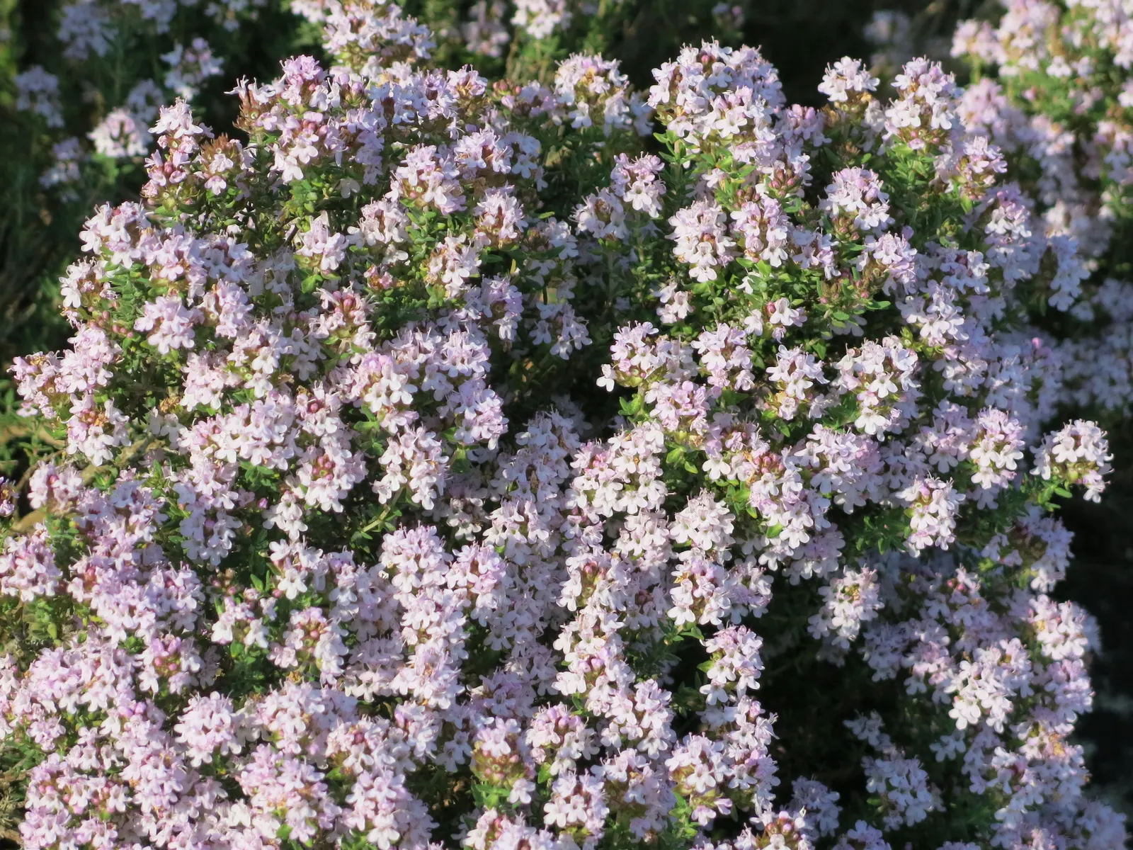 Common Thyme (Thymus Vulgaris) — this perennial can endure winter temperatures down to -20&deg;F; ground cover / herb / perennial with lavender, image 66