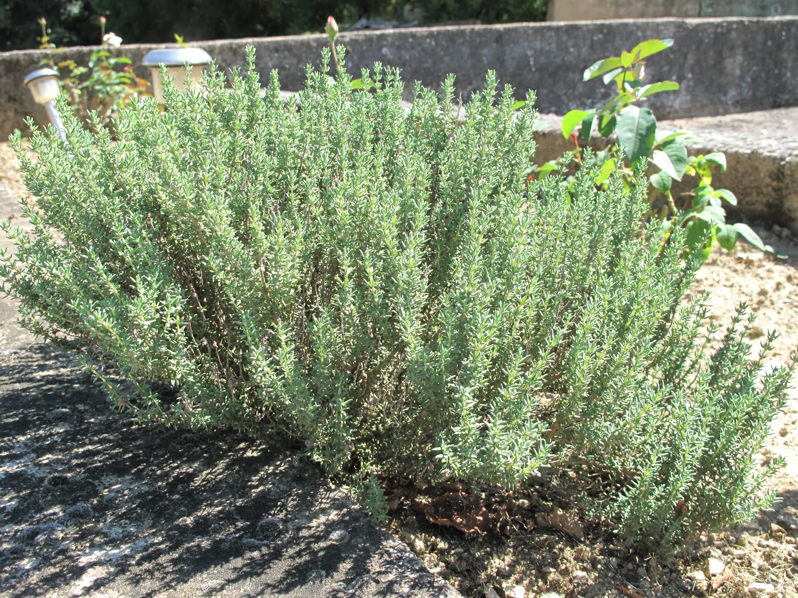 Common Thyme (Thymus Vulgaris) — commonly known as Common Thyme