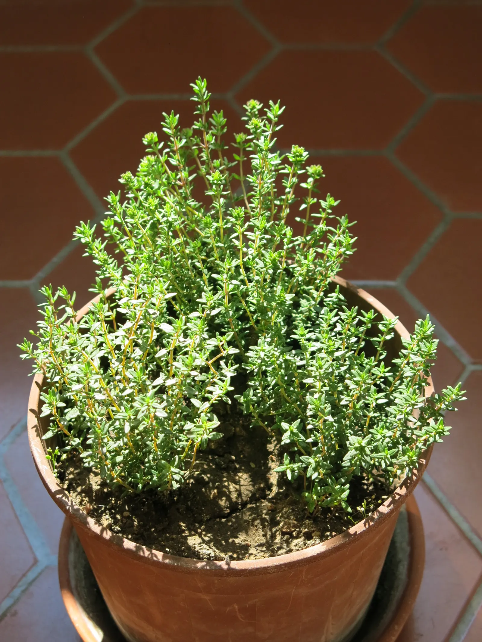 Common Thyme (Thymus Vulgaris) — lavender flowers in the garden; thyme thrives in zones 5-9, requiring minimal maintenance once established, image 67