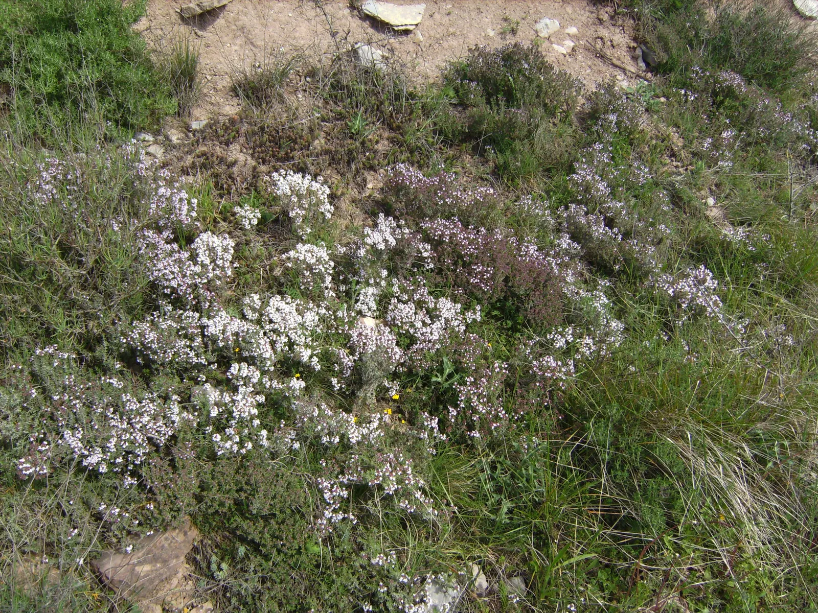Common Thyme (Thymus Vulgaris) — ideal for edging and filling gaps in sunny; evergreen herb with aromatic, image 73