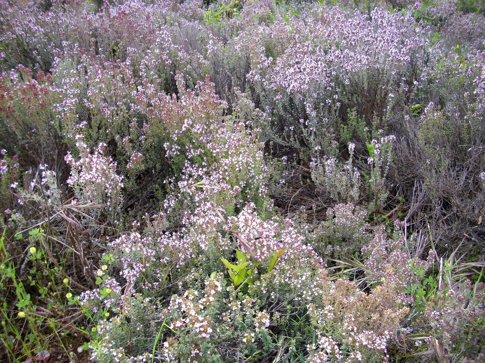 Common Thyme (Thymus Vulgaris) — Common Thyme forms a low-growing mat reaching typically around 6 to 12 inches in height; in mid to late spring, it, image 57