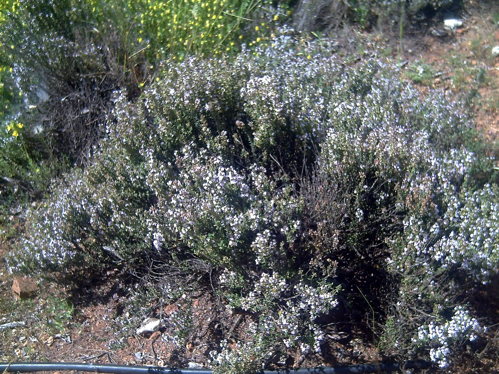 Common Thyme (Thymus Vulgaris) — evergreen herb with aromatic