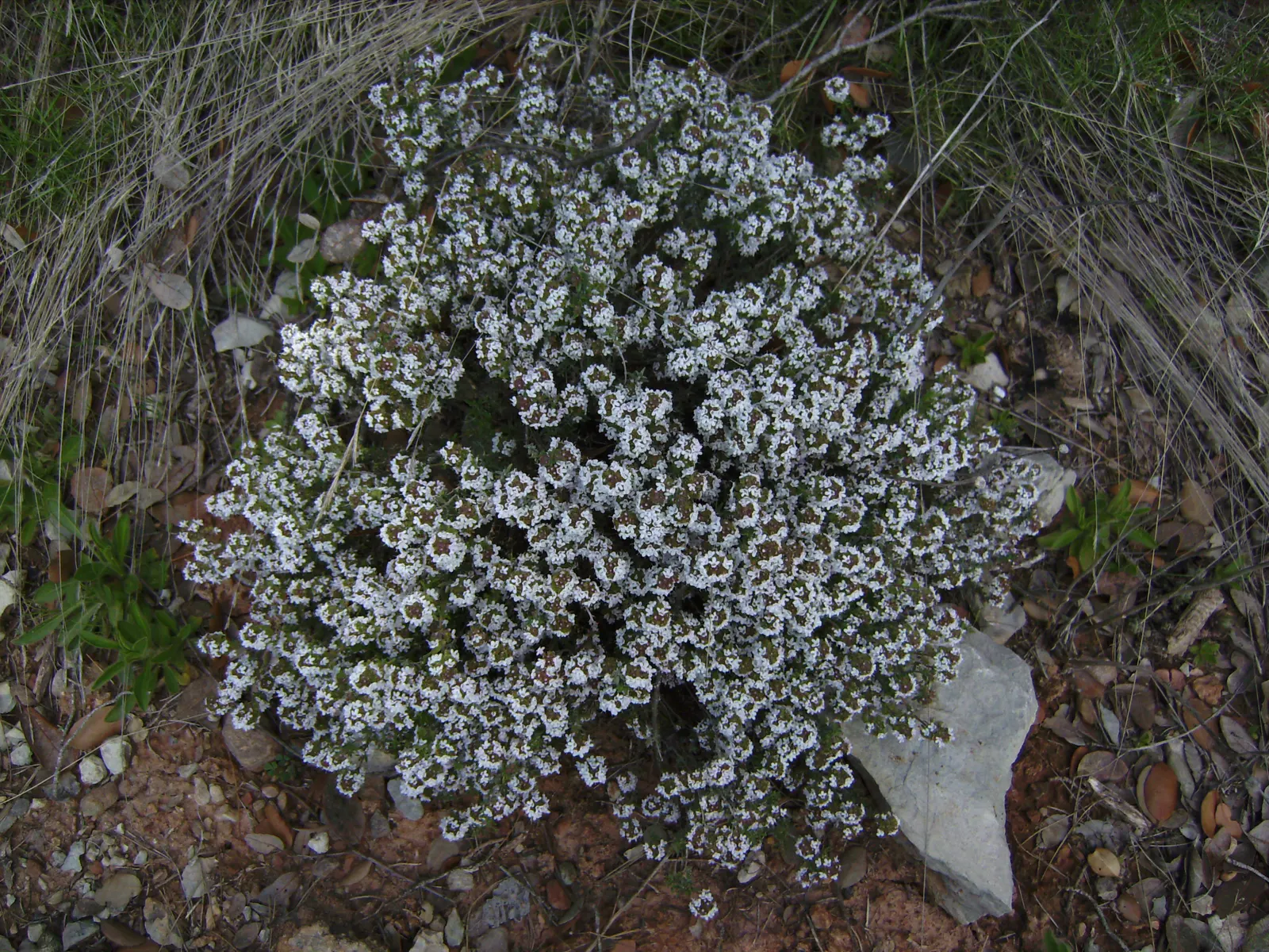 Common Thyme (Thymus Vulgaris) — is a versatile and aromatic evergreen herb that originates from the Mediterranean region; enhancing the ecological, image 55