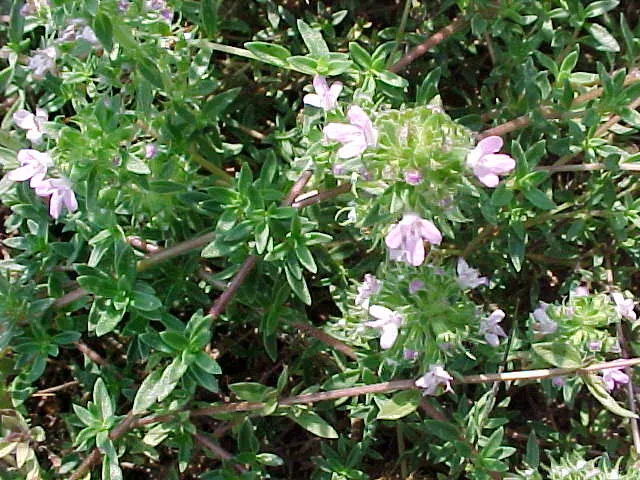 Common Thyme (Thymus Vulgaris) — In mid to late spring, it produces small, lavender to pink flowers, attracting pollinators; is a versatile and, image 97