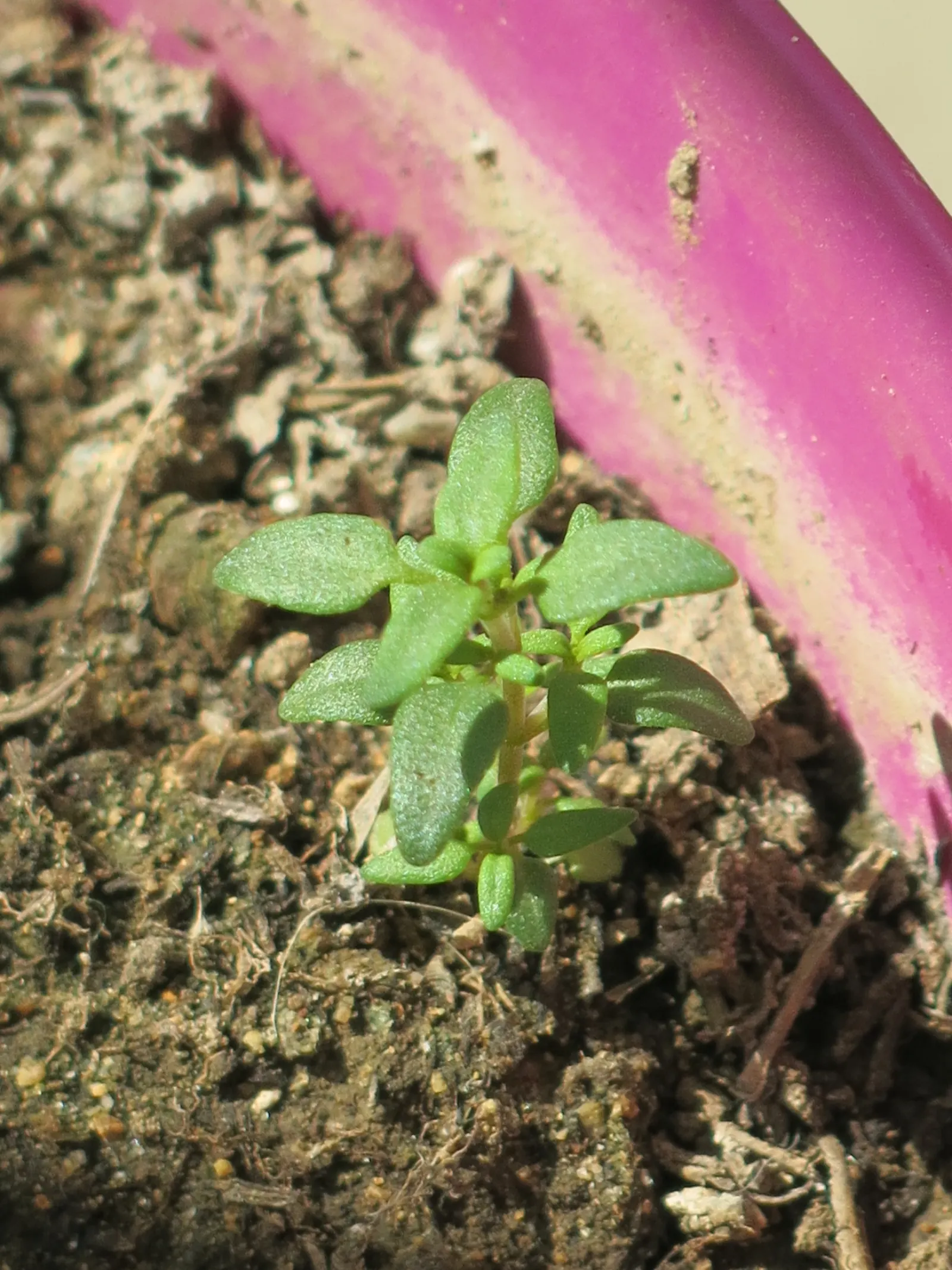 Common Thyme (Thymus Vulgaris) — ideal for edging and filling gaps in sunny; evergreen herb with aromatic, image 50