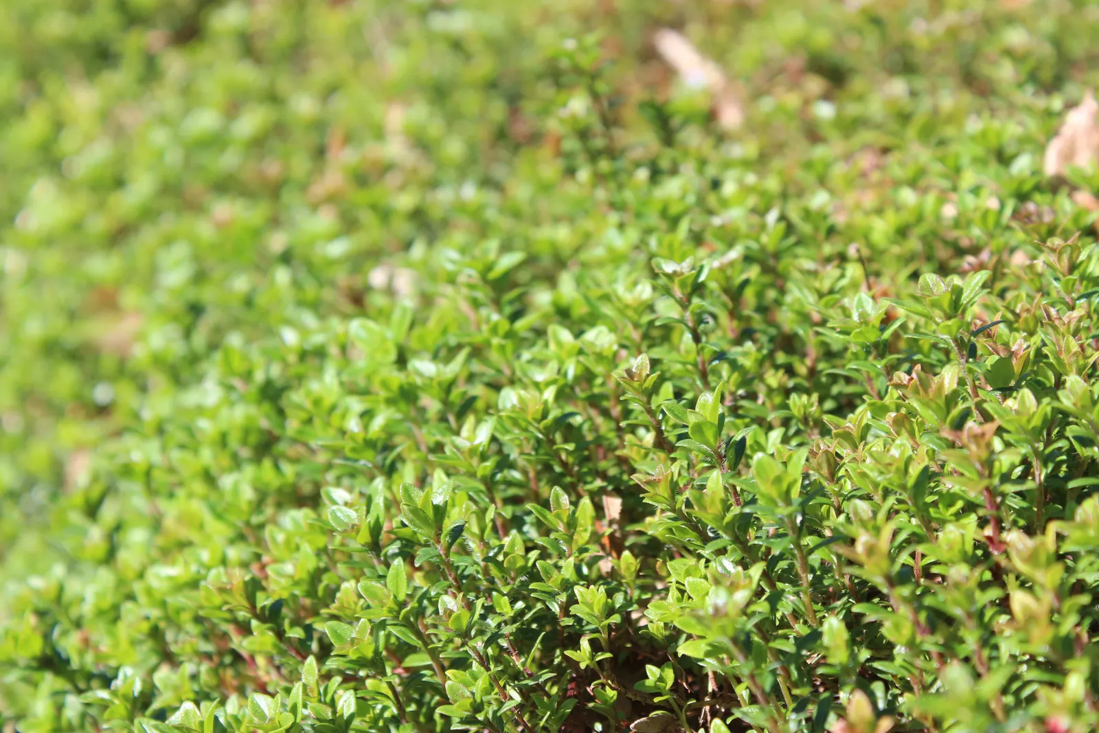 Common Thyme (Thymus Vulgaris) — Hardy in USDA zones 5 through 9