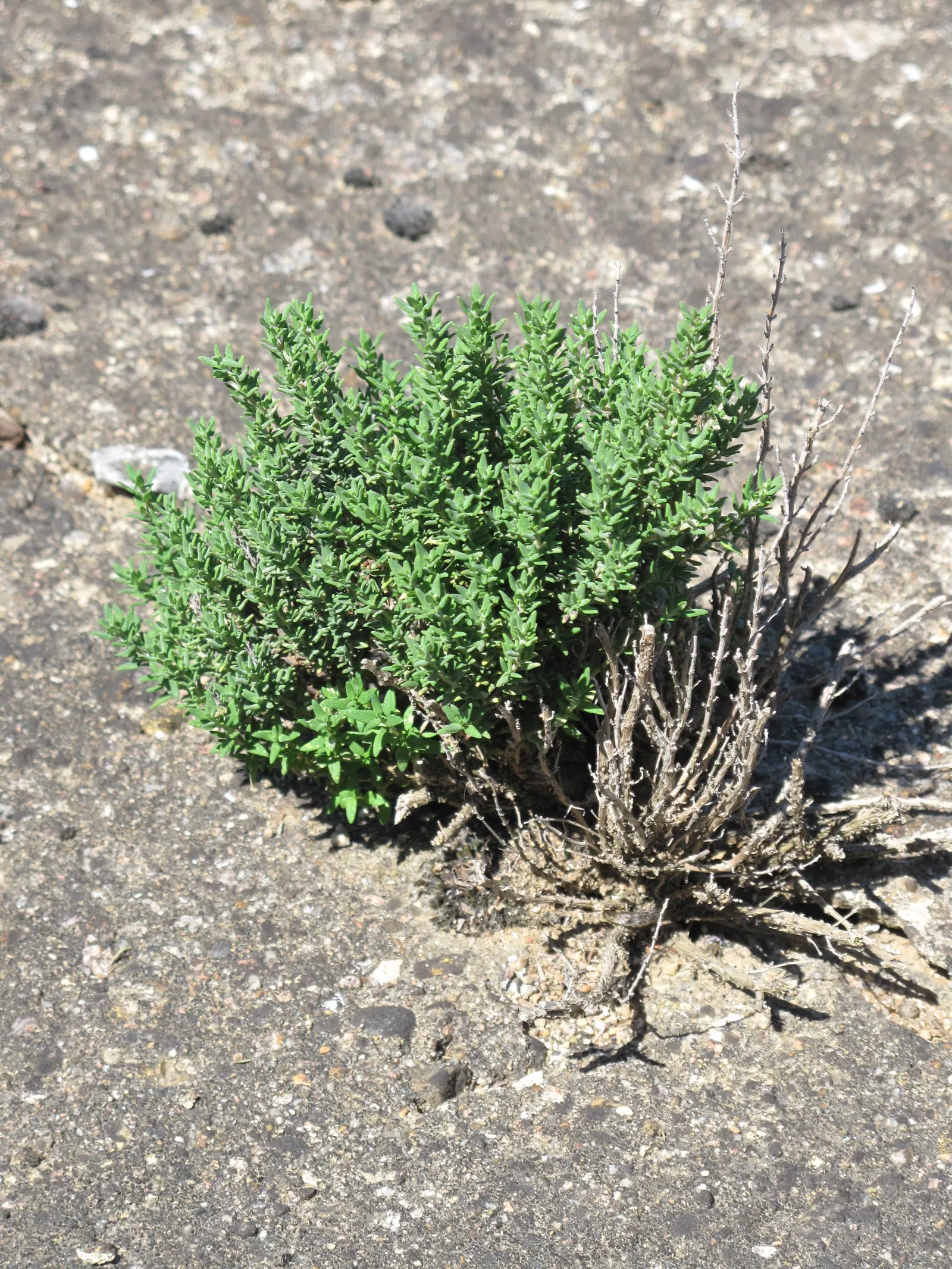 Common Thyme (Thymus Vulgaris) — scientifically known as Thymus vulgaris; perfect for culinary and ornamental use, image 54