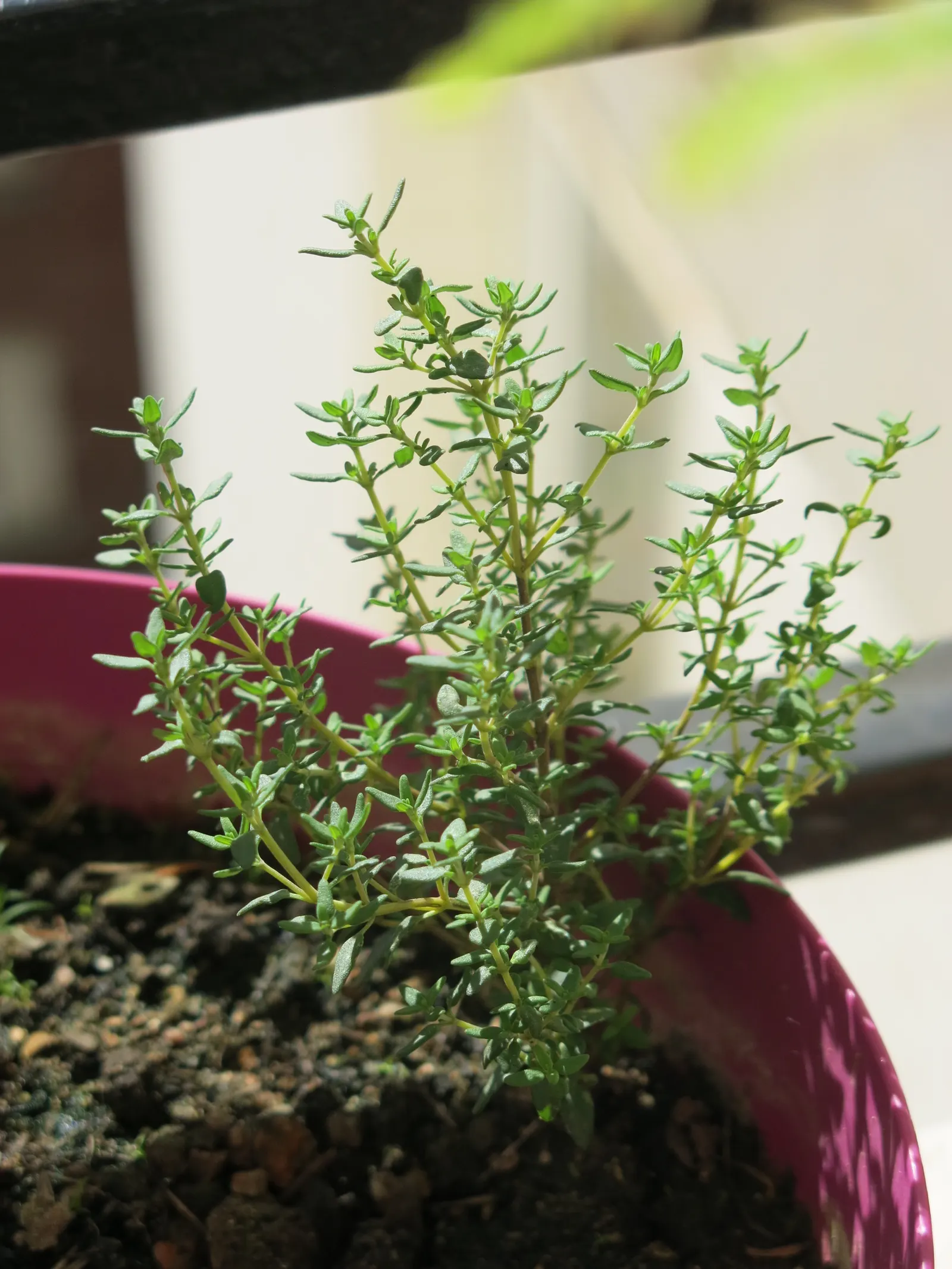 Common Thyme (Thymus Vulgaris) — ideal for edging and filling gaps in sunny