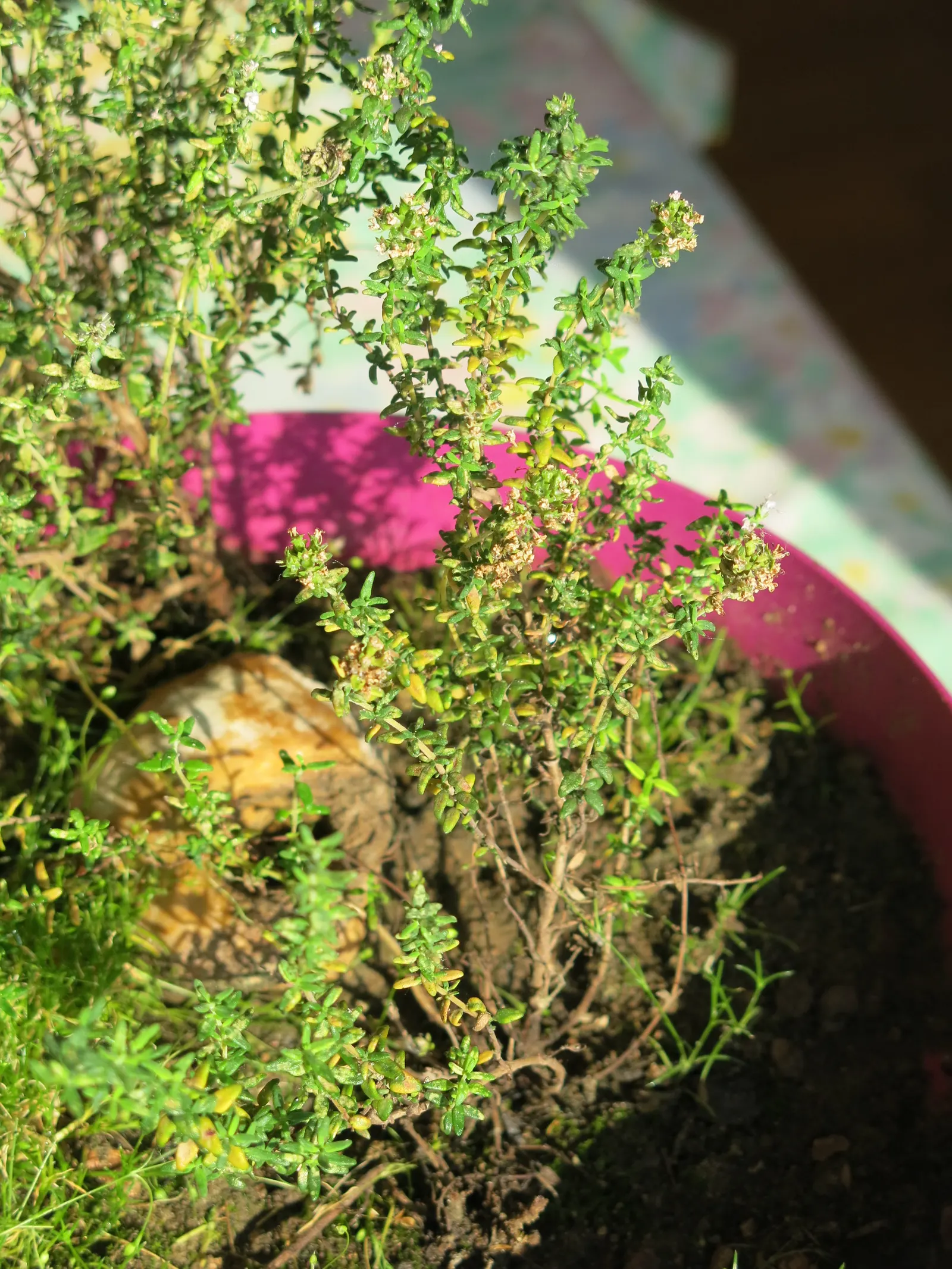 Common Thyme (Thymus Vulgaris) — bushy mat up to 12 inches wide and 6 inches tall