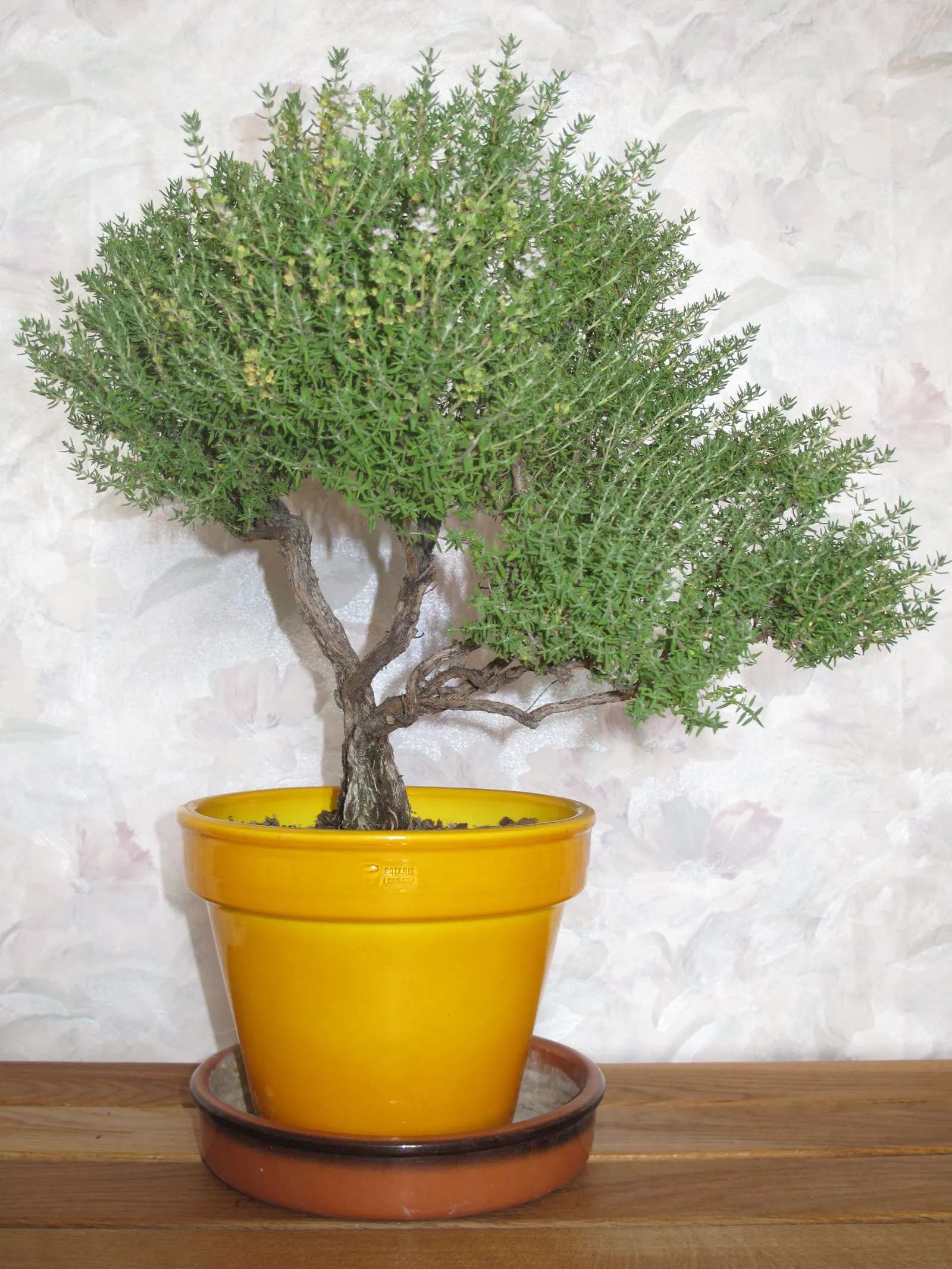 Common Thyme (Thymus Vulgaris) — evergreen herb with aromatic; common Thyme forms a low-growing mat reaching typically around 6 to 12 inches in, image 71