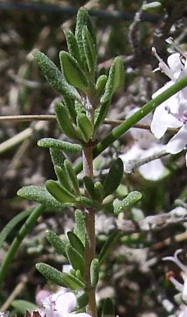 Common Thyme (Thymus Vulgaris) — scientifically known as Thymus vulgaris; perfect for culinary and ornamental use, image 77