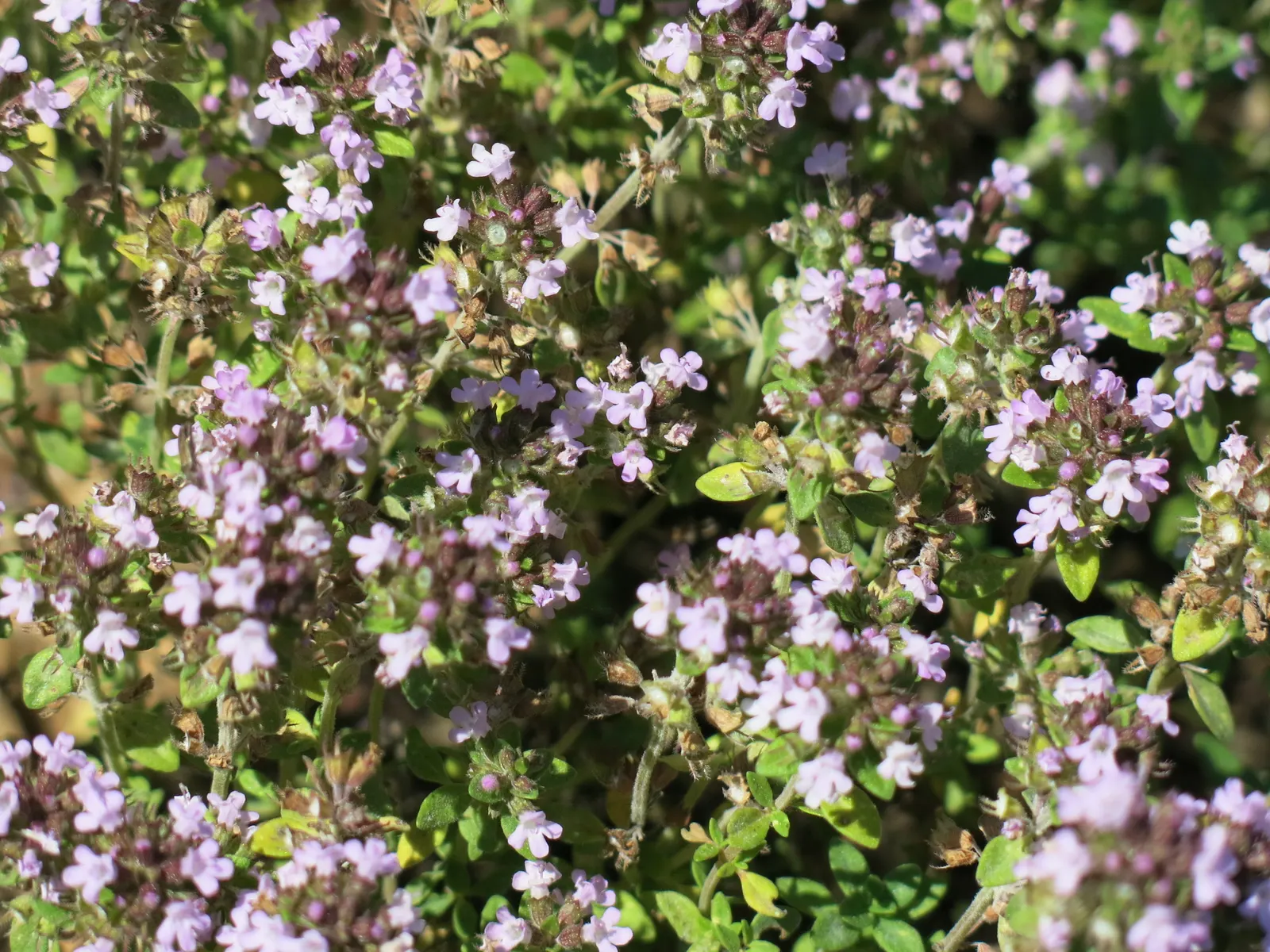 Common Thyme (Thymus Vulgaris) — enhancing the ecological value of your garden; bushy mat up to 12 inches wide and 6 inches tall, image 60