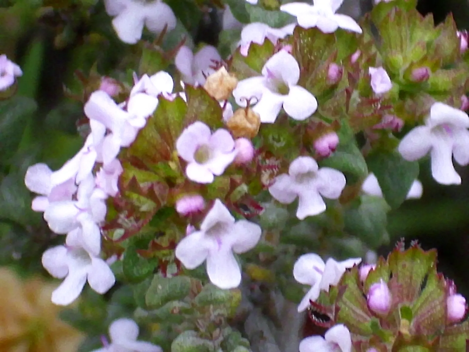Common Thyme (Thymus Vulgaris) — ground cover / herb / perennial for full or half; this perennial can endure winter temperatures down to -20&deg;F, image 69