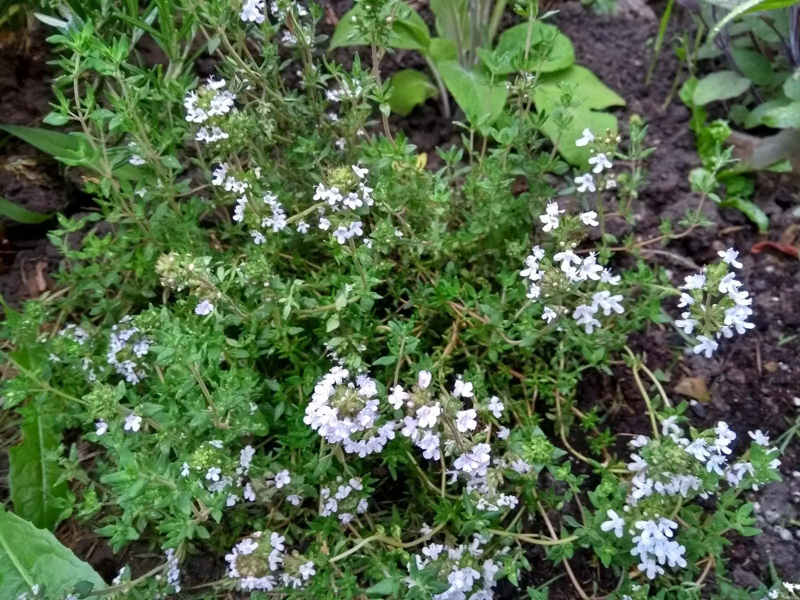 Common Thyme (Thymus Vulgaris) — bushy mat up to 12 inches wide and 6 inches tall; common Thyme lends itself well to water-efficient landscapes and, image 72
