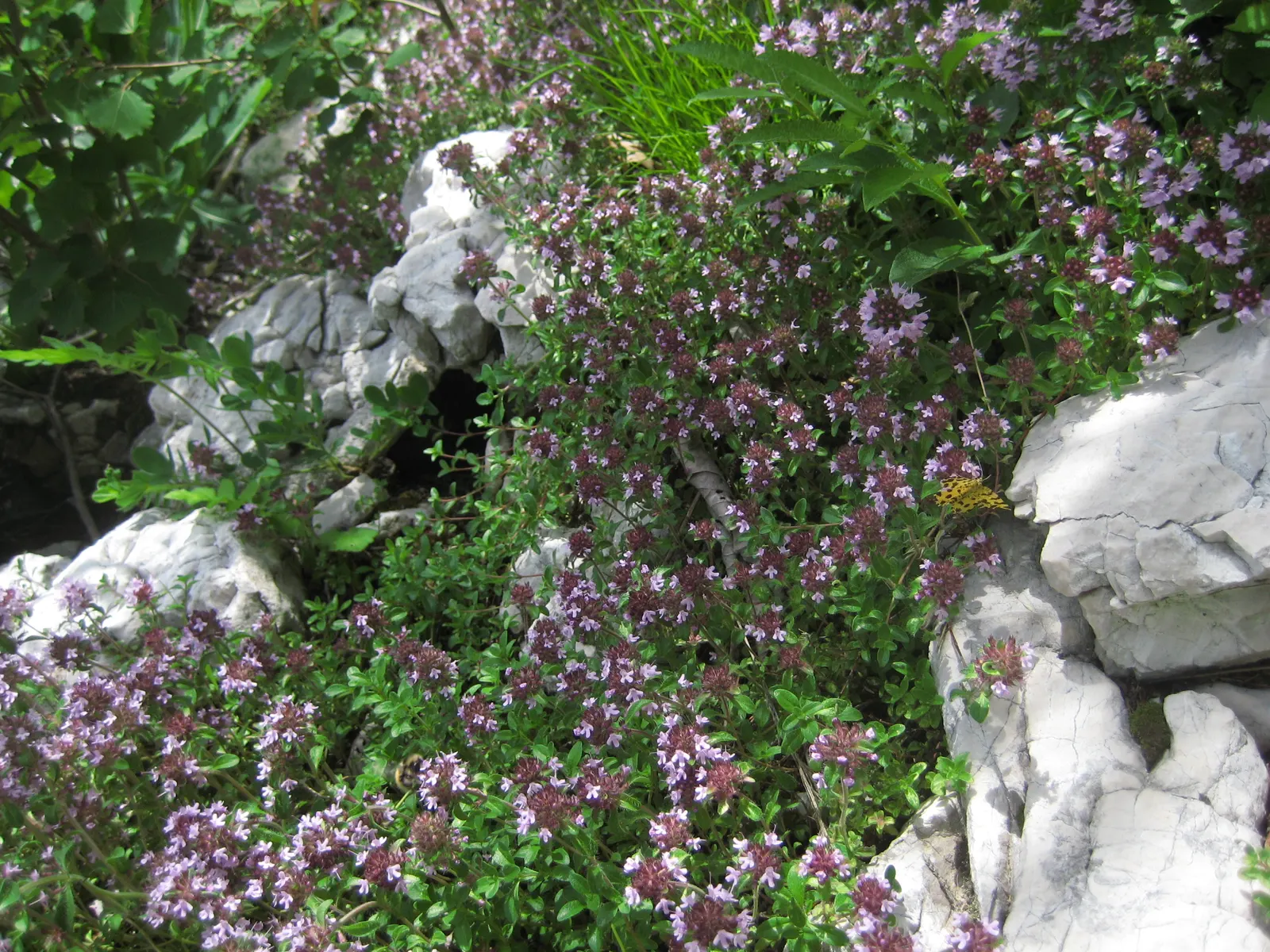 Common Thyme (Thymus Vulgaris) — Thyme thrives in zones 5-9, requiring minimal maintenance once established; target a spacing of 12 to 18 inches, image 52