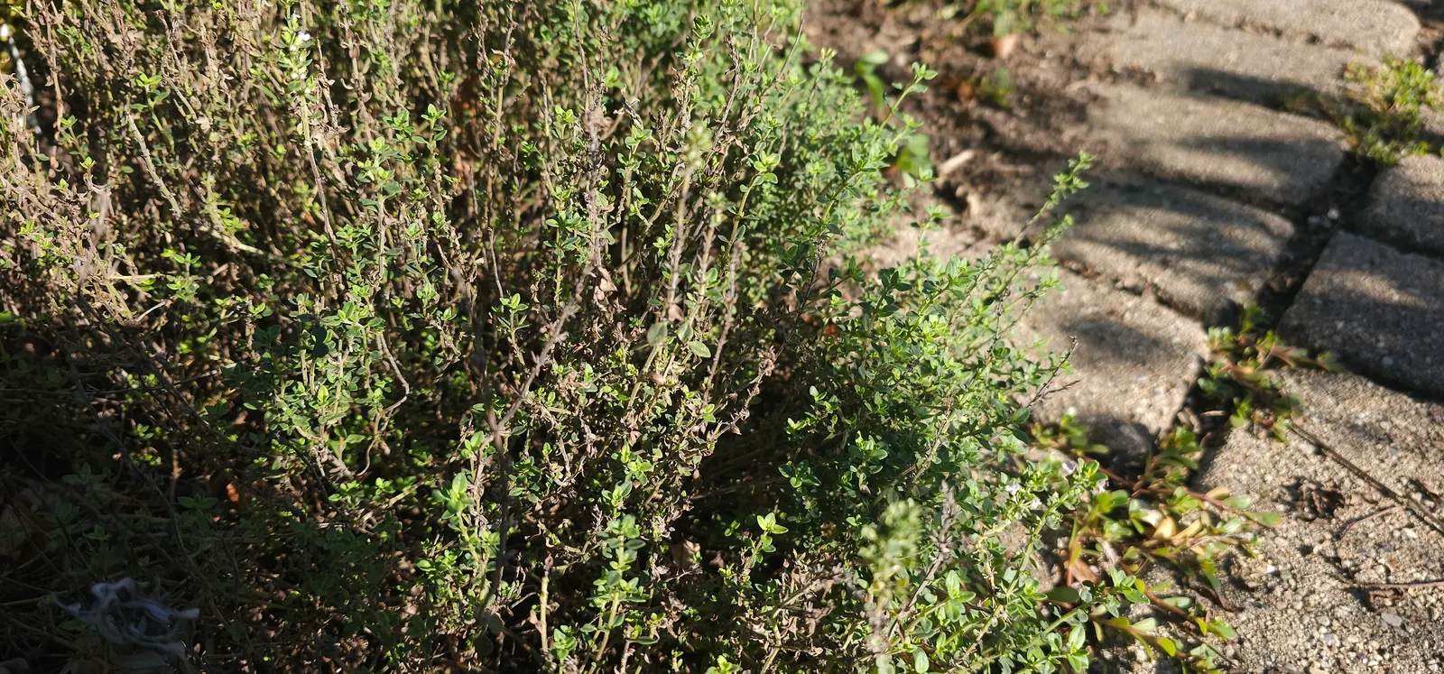 Common Thyme (Thymus Vulgaris) — Being drought-tolerant once established; commonly known as Common Thyme, image 63