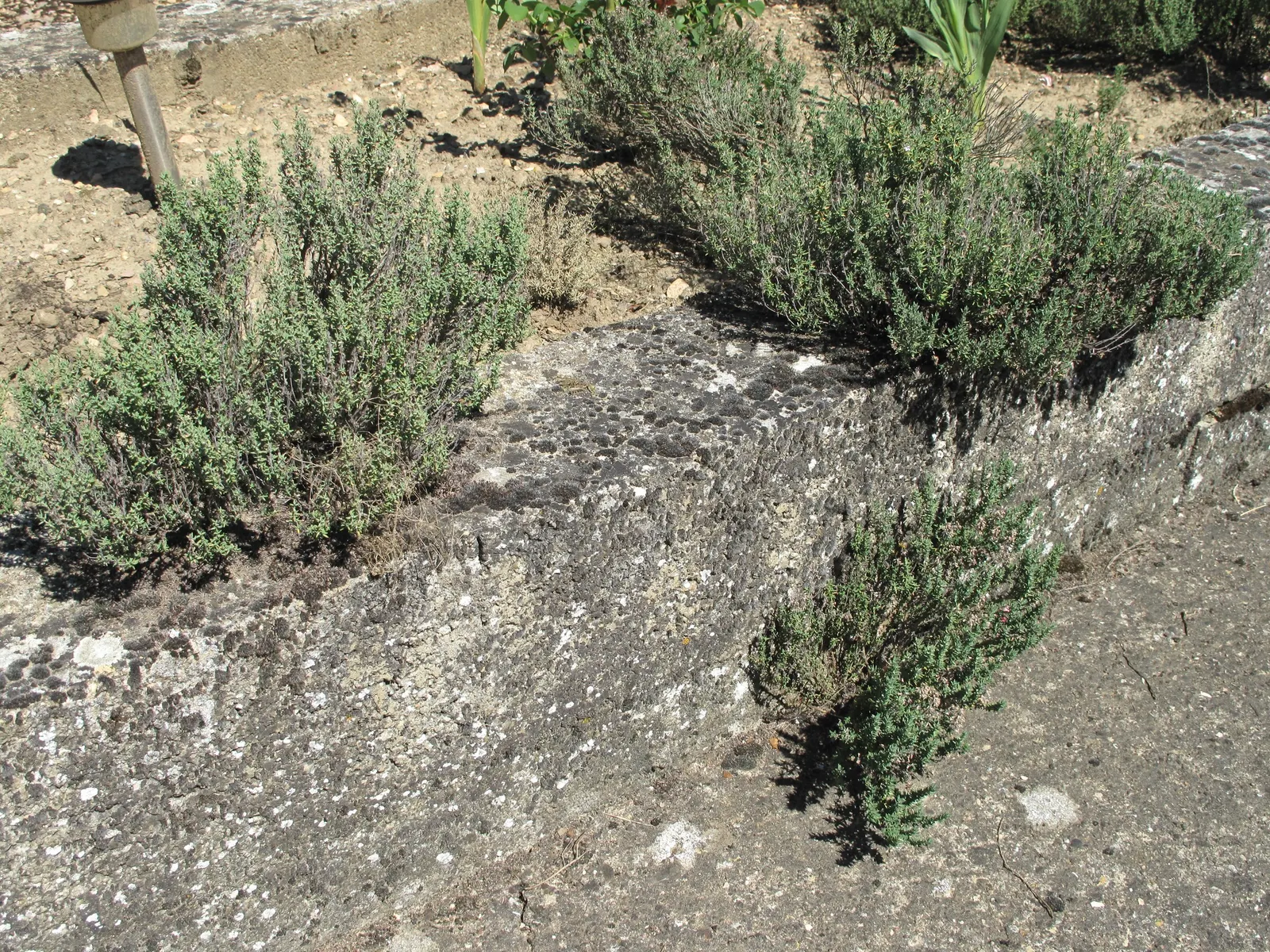 Common Thyme (Thymus Vulgaris) — Perfect for culinary and ornamental use; ground cover / herb / perennial for full or half, image 53