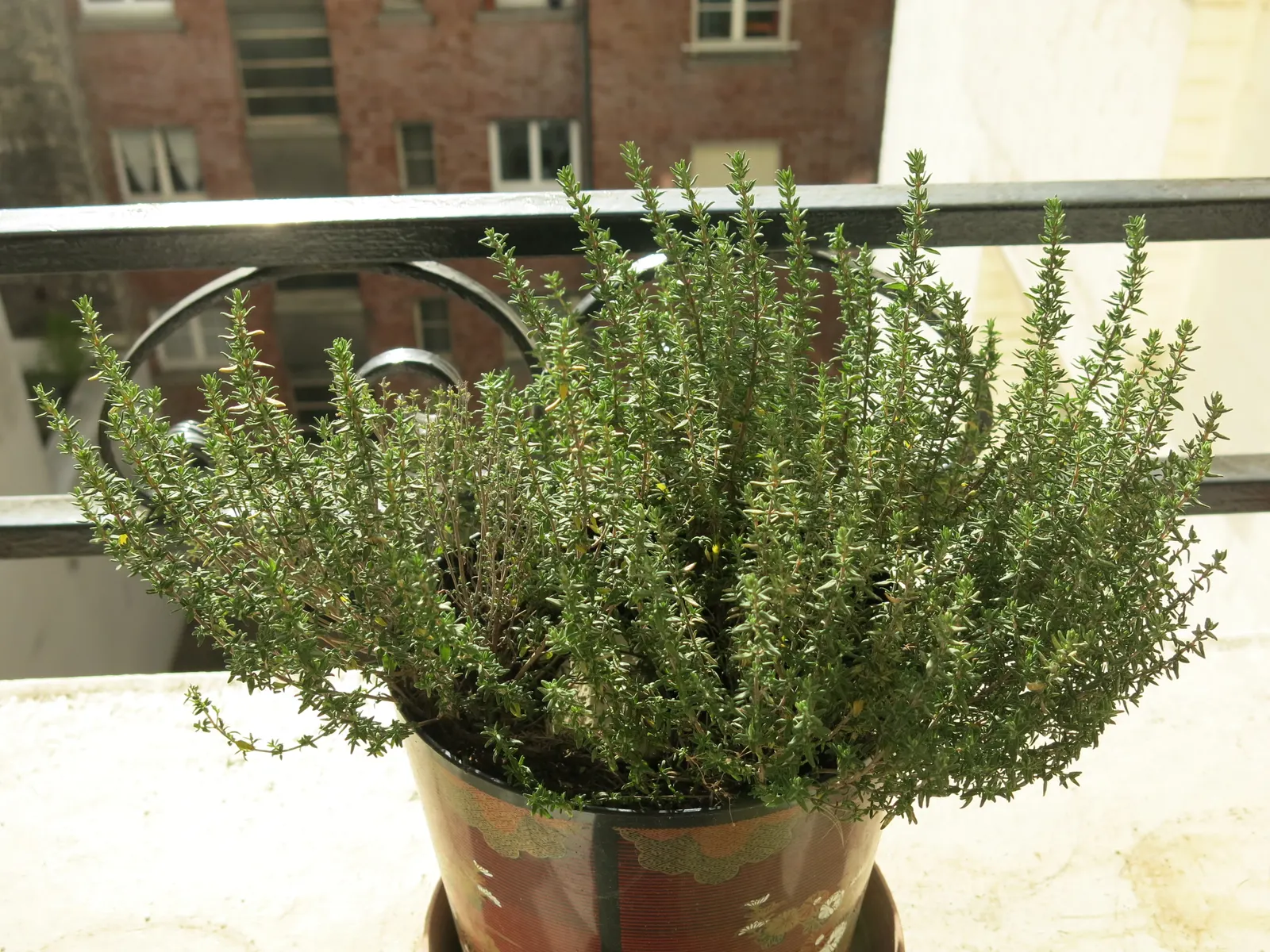 Common Thyme (Thymus Vulgaris) — lavender flowers in the garden