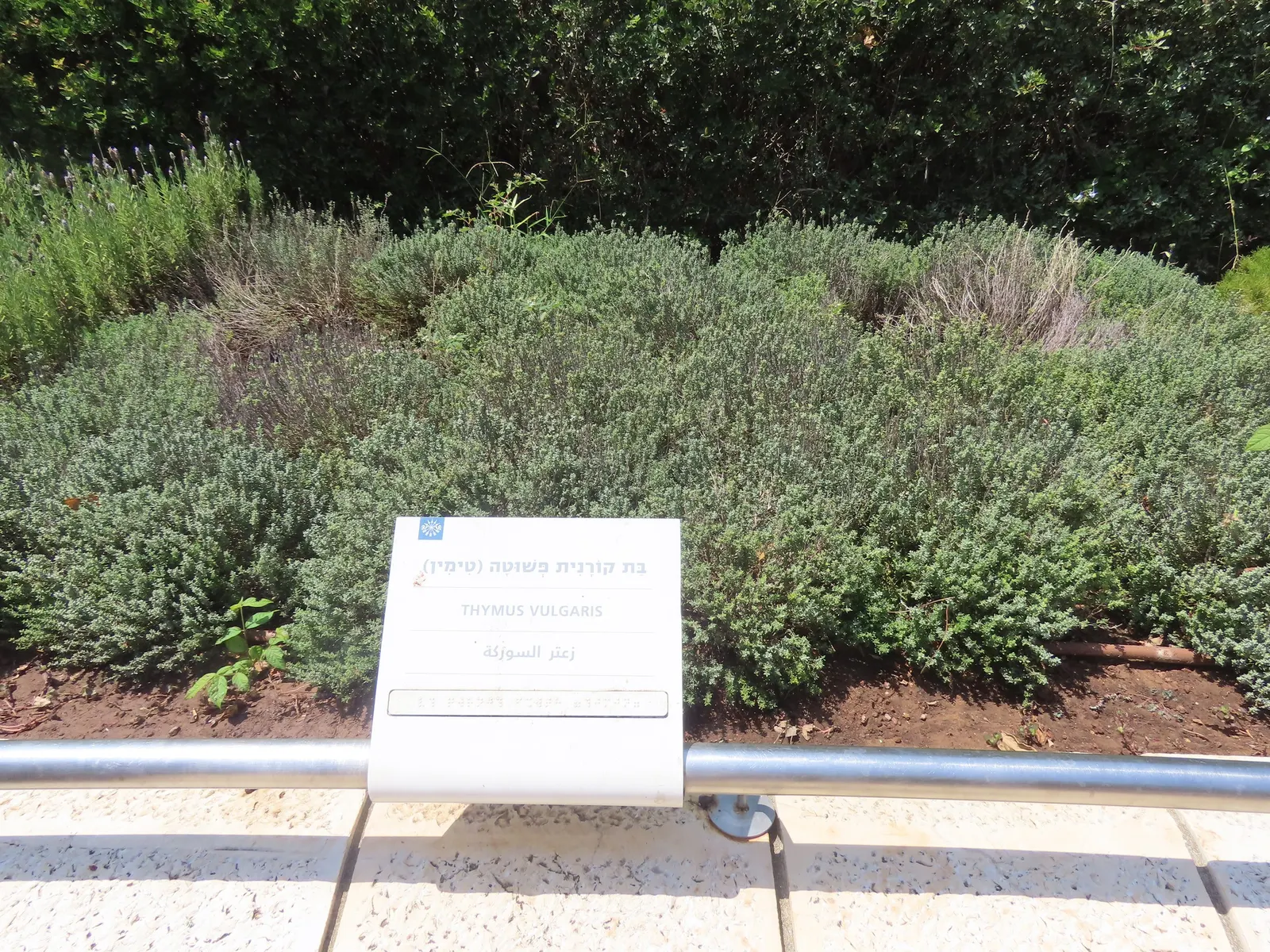 Common Thyme (Thymus Vulgaris) — ground cover / herb / perennial with lavender blooms; which are attractive to bees and butterflies, image 68