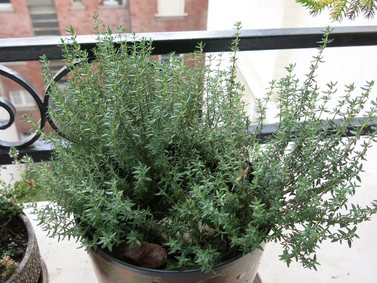 Common Thyme (Thymus Vulgaris) — Thyme thrives in zones 5-9, requiring minimal maintenance once established; target a spacing of 12 to 18 inches, image 98