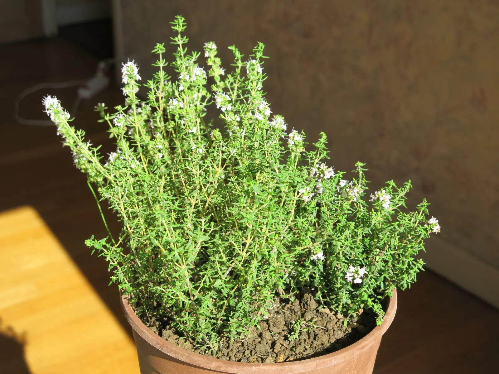 Common Thyme (Thymus Vulgaris) — Common Thyme lends itself well to water-efficient landscapes and is suitable for xeriscaping designs