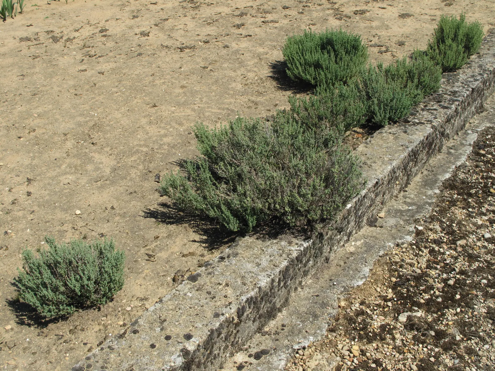 Common Thyme (Thymus Vulgaris) — Often incorporated into landscape designs for its culinary uses and ornamental value; lavender flowers in the, image 56
