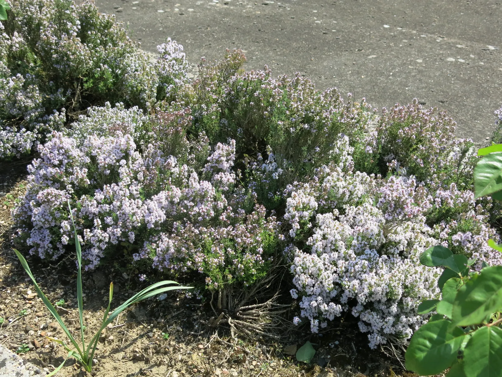 Common Thyme (Thymus Vulgaris) — target a spacing of 12 to 18 inches between each plant to ensure adequate room for growth; being drought-tolerant, image 62