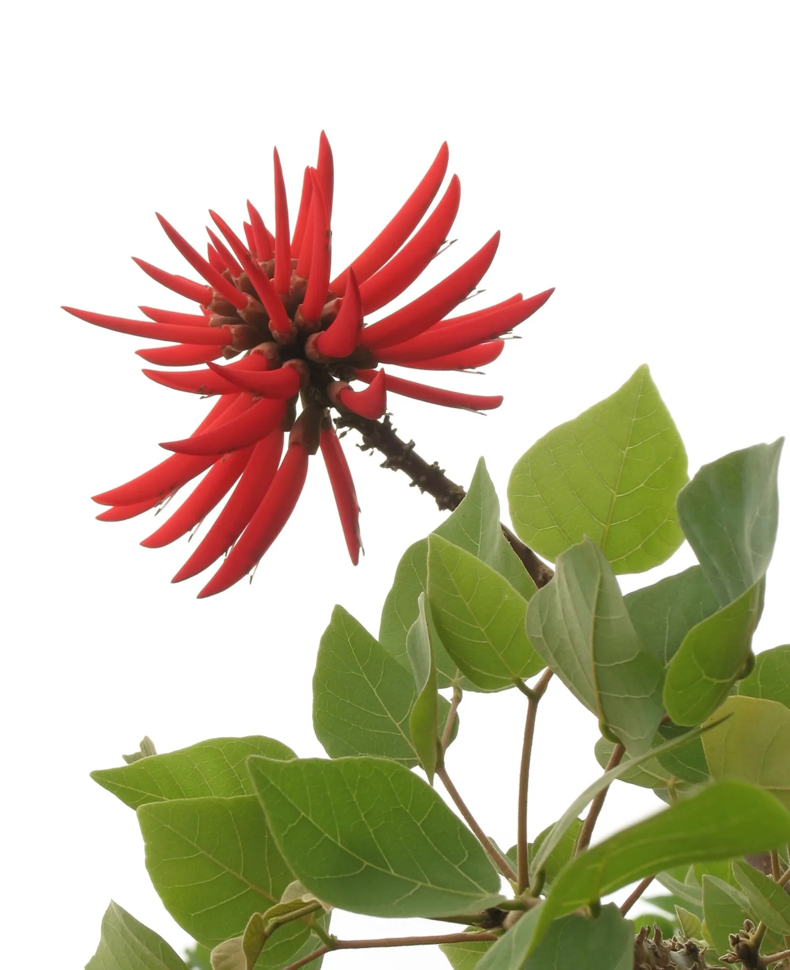 Naked Coral Tree (Erythrina Coralloides) — Hardy in USDA zones 8-11, it thrives in full sun with moderate water