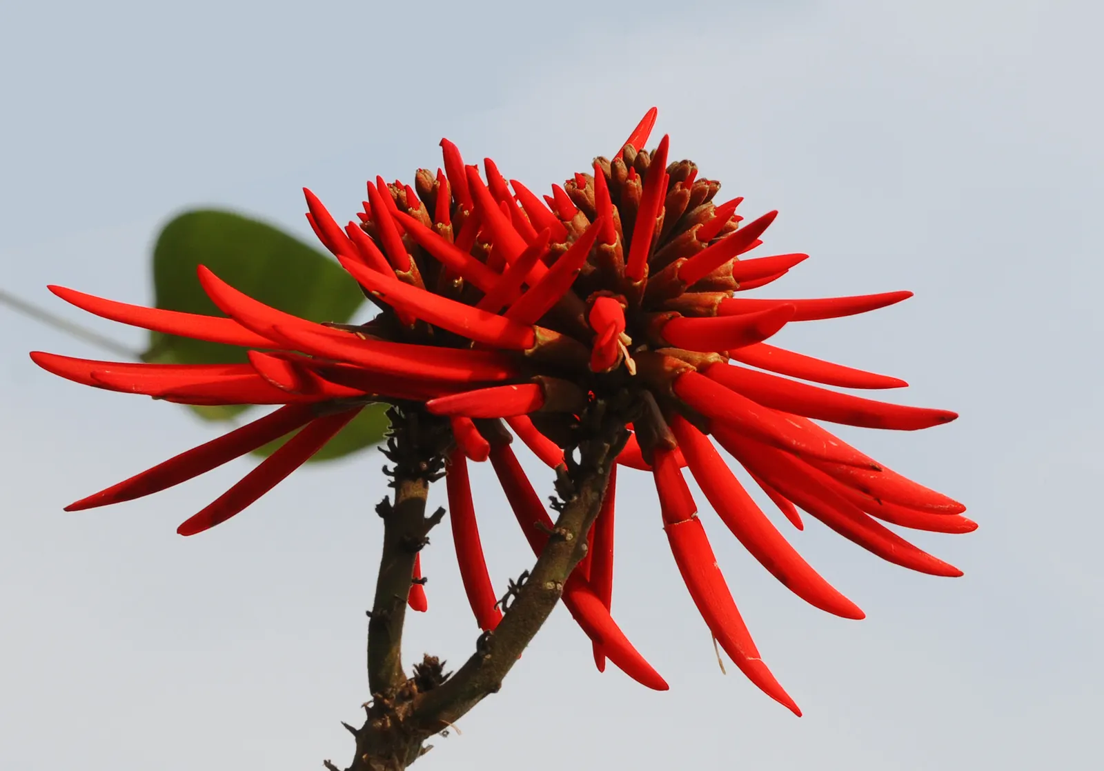 Naked Coral Tree (Erythrina Coralloides) — Characterized by its spiny trunk and gray bark